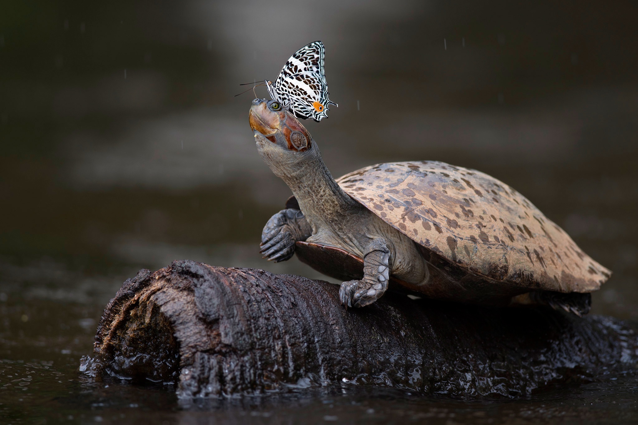 Download mobile wallpaper Turtles, Butterfly, Animal, Turtle for free.