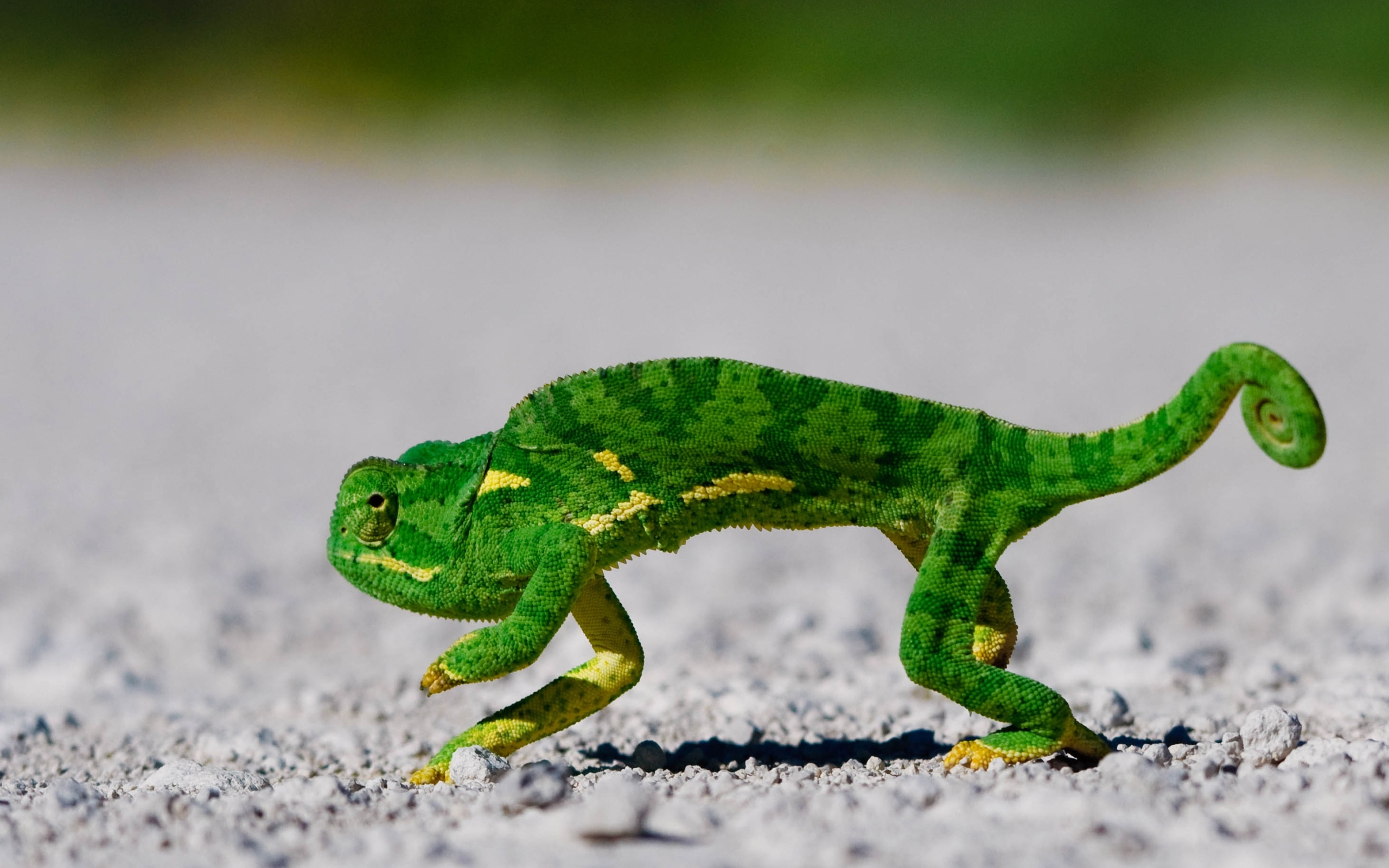 animal, chameleon, reptiles High Definition image