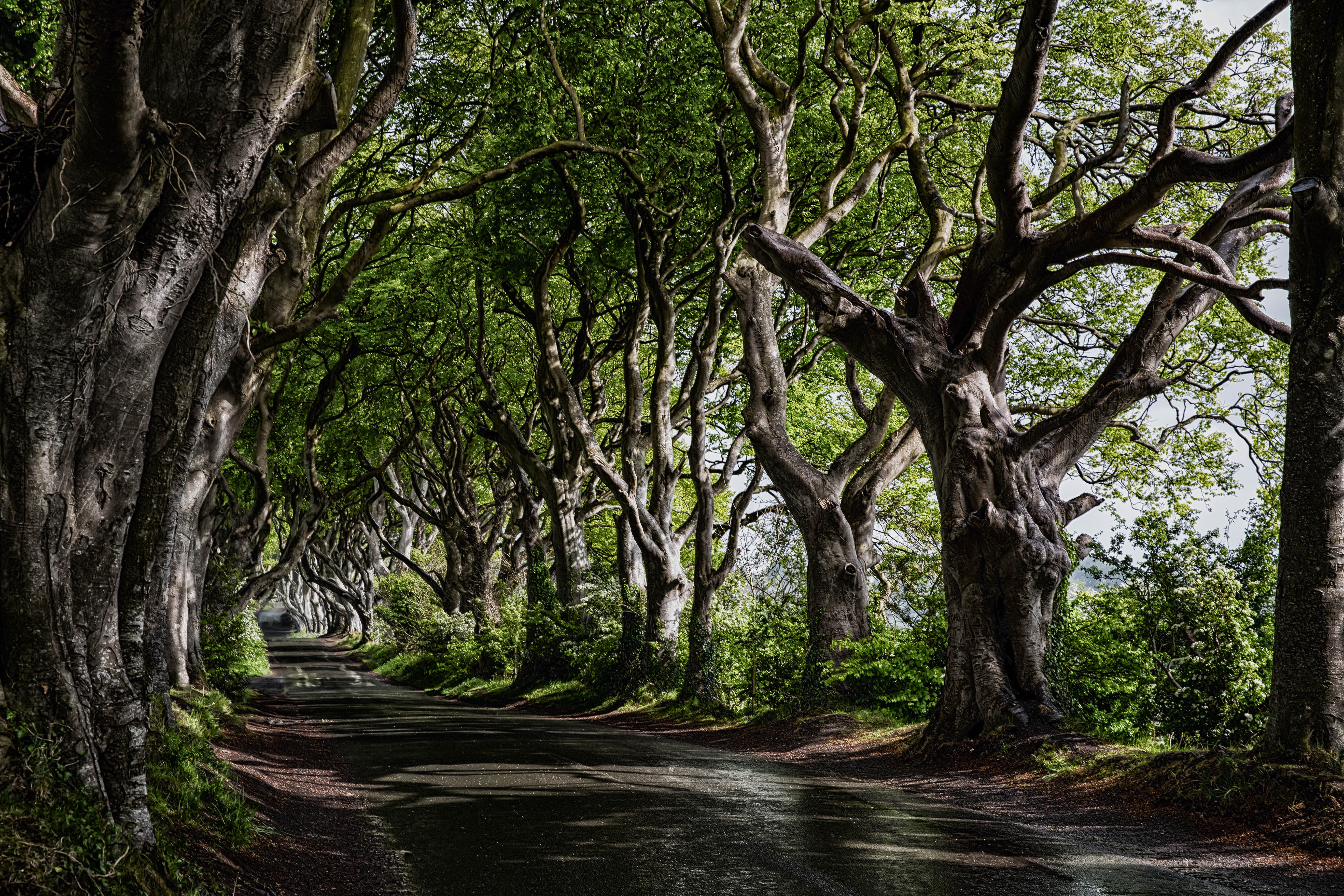 Making trees. Деревья. Дерево фото. Дуб дерево. Дорога деревья.