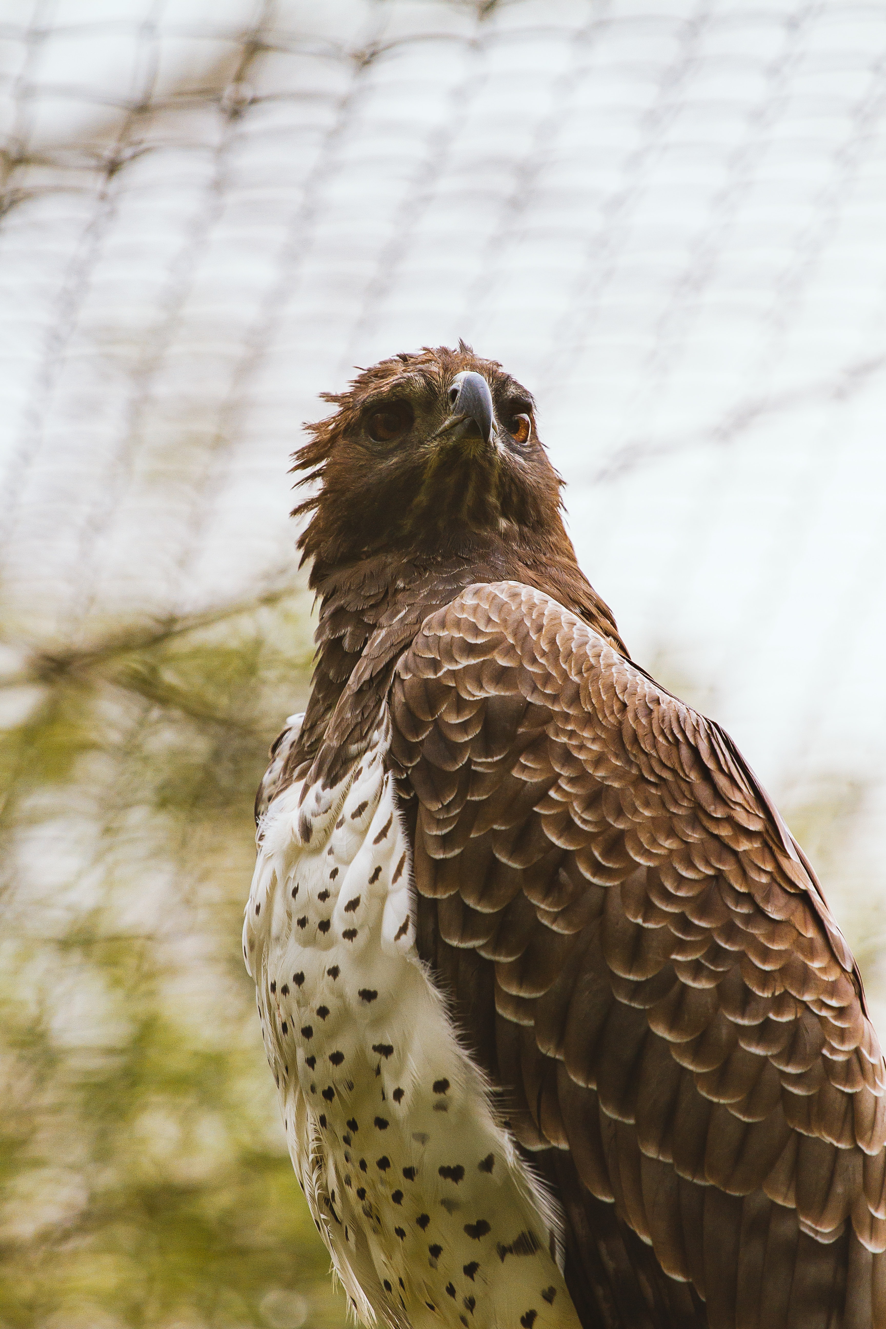 無料モバイル壁紙動物, プレデター, 鷹, 鳥, 褐色, 捕食者をダウンロードします。
