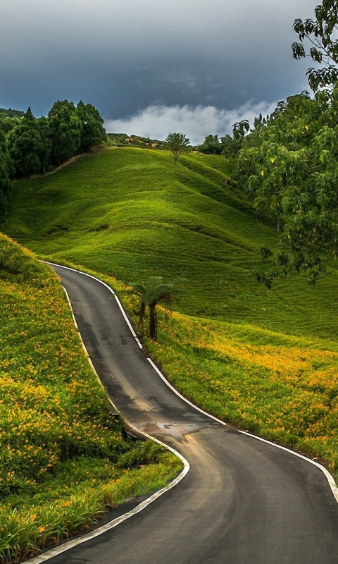road, green, man made, tree, country