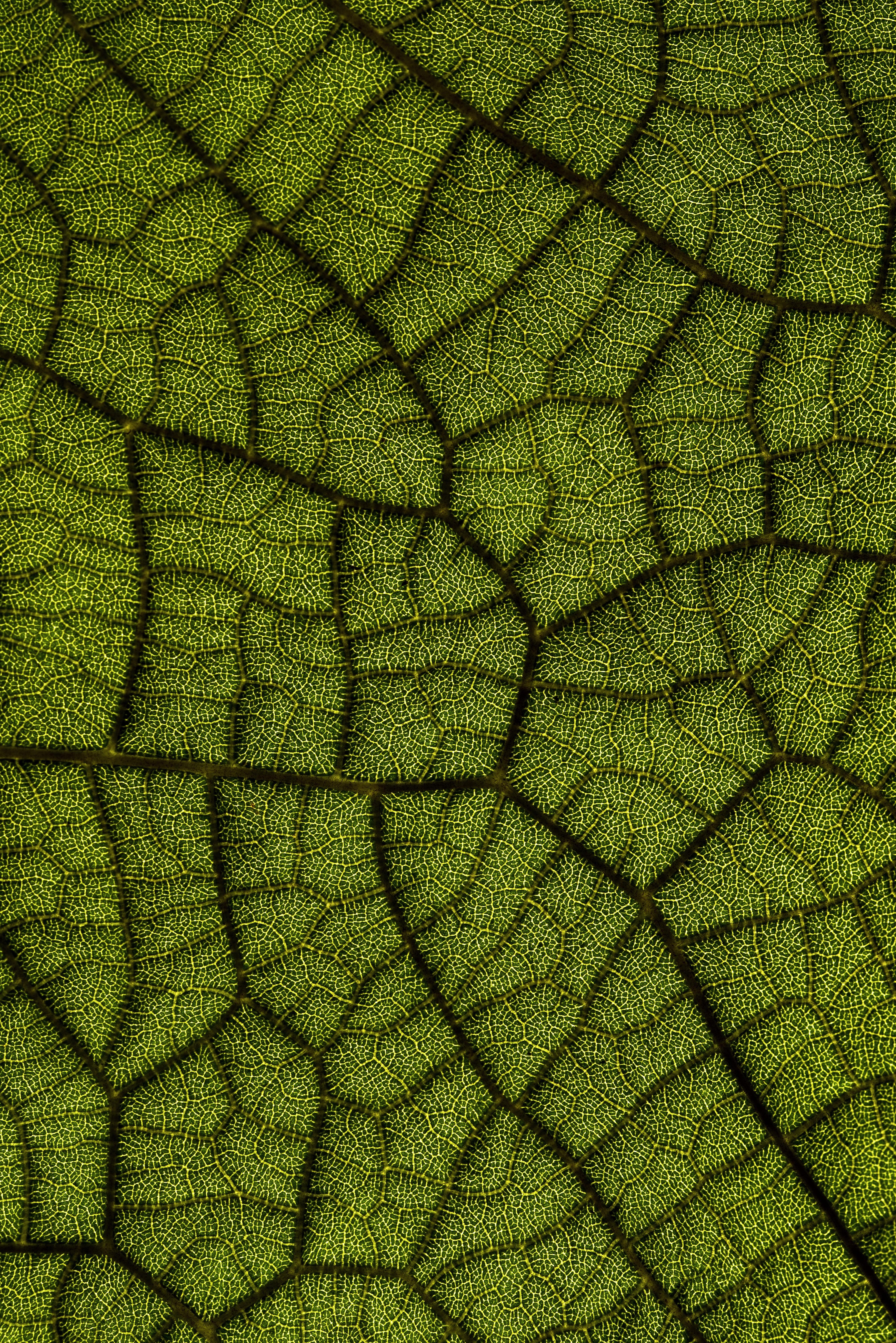 Download mobile wallpaper Macro, Close Up, Leaflet, Veins, Texture, Textures for free.