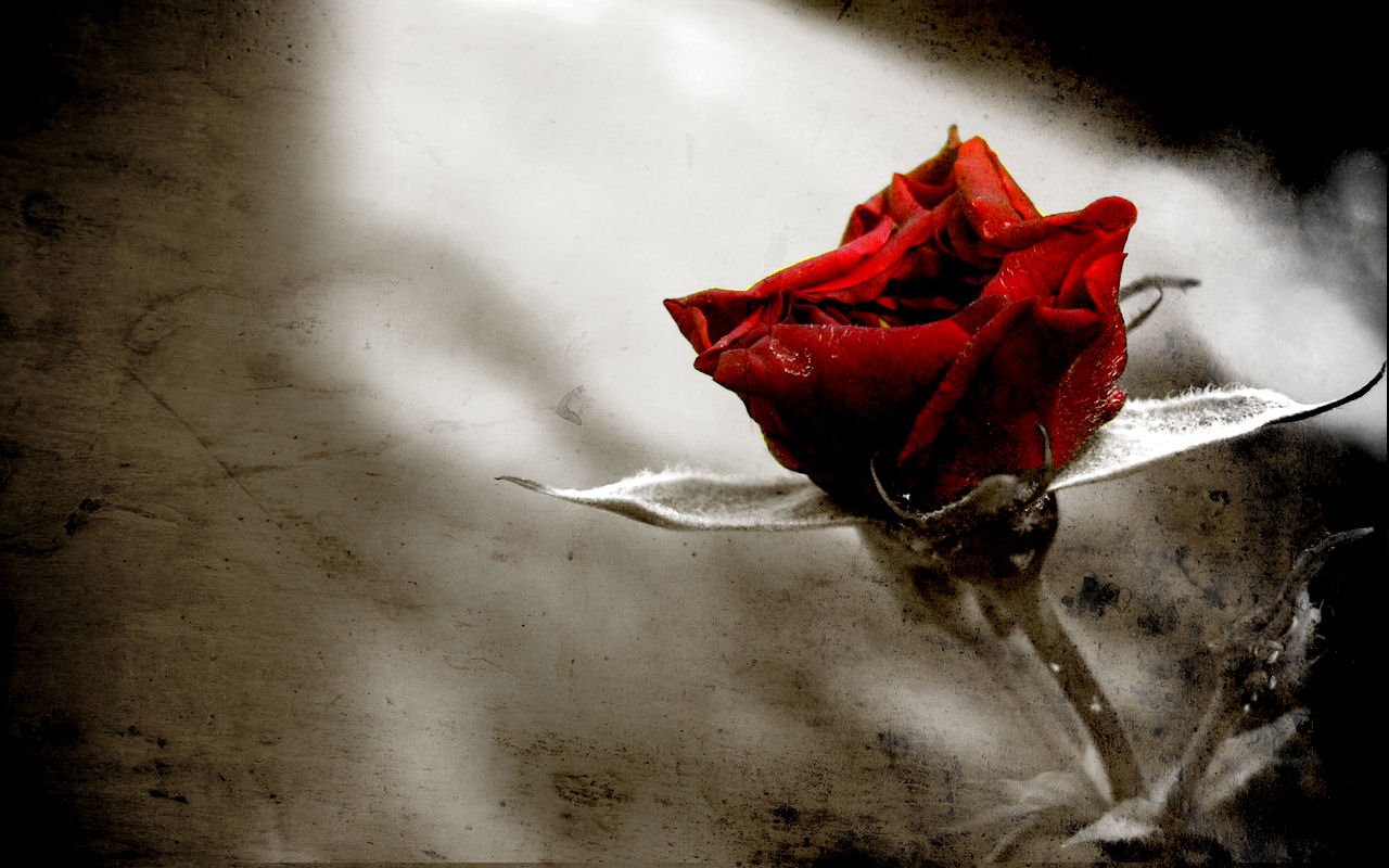 HD wallpaper flower, earth, rose, red rose
