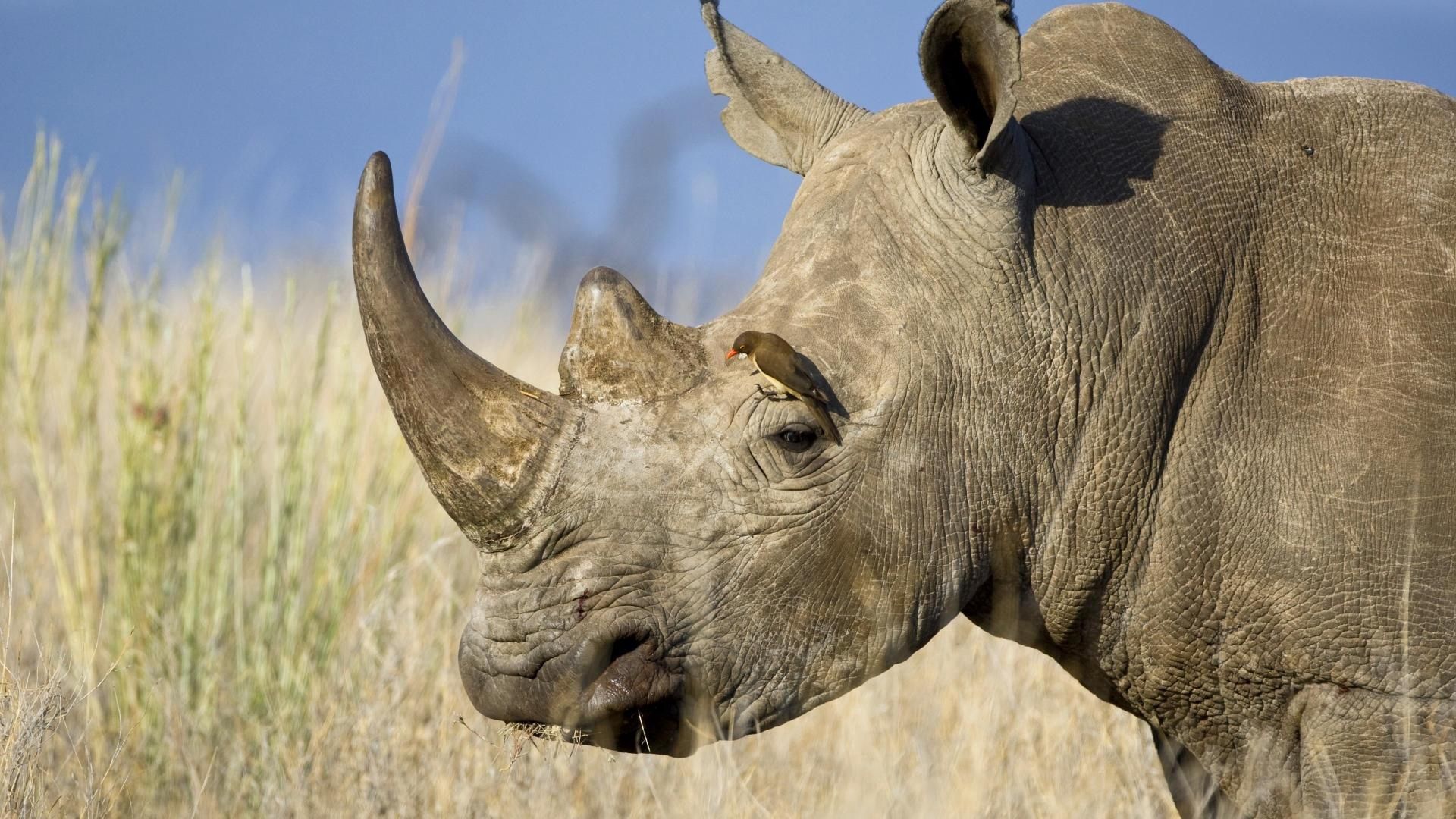 rhinoceros, animals, grass, bird, head, profile, horn 32K