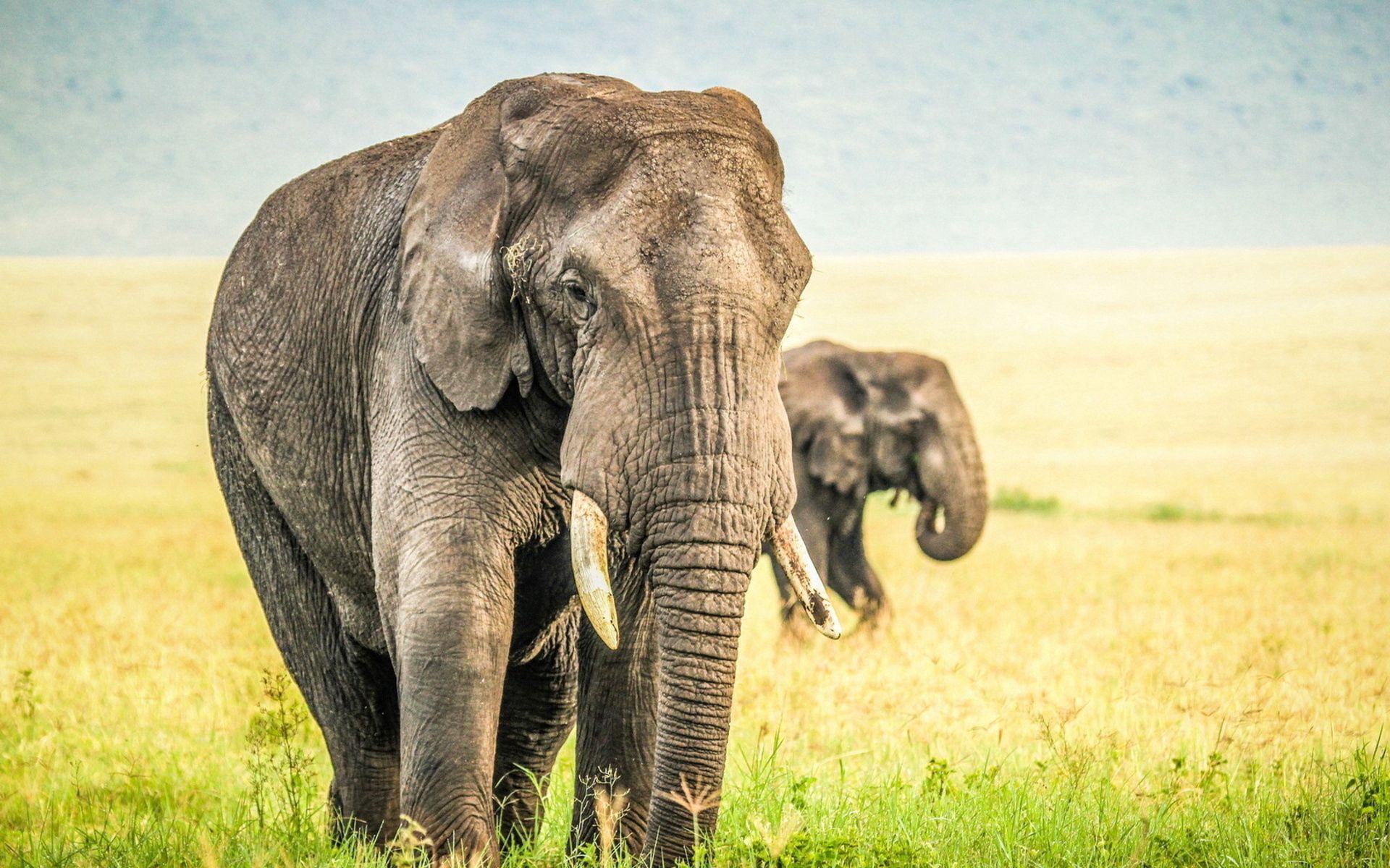 Download mobile wallpaper Nature, Grass, Animals, Sky, Elephants for free.
