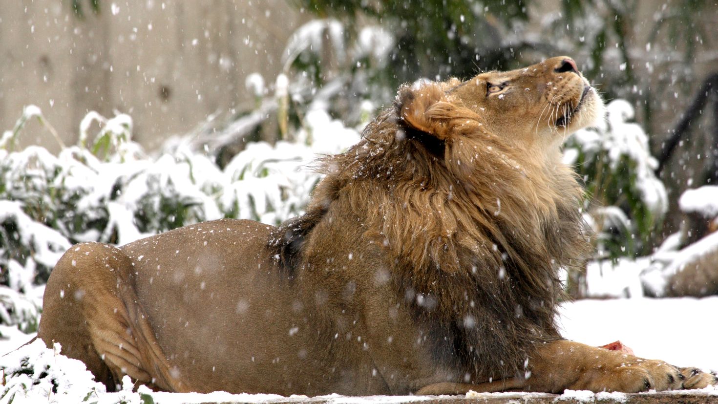 Животные перед зимой. Лев в снегу. Зимние животные. Лев зимой. Животные под снегом.