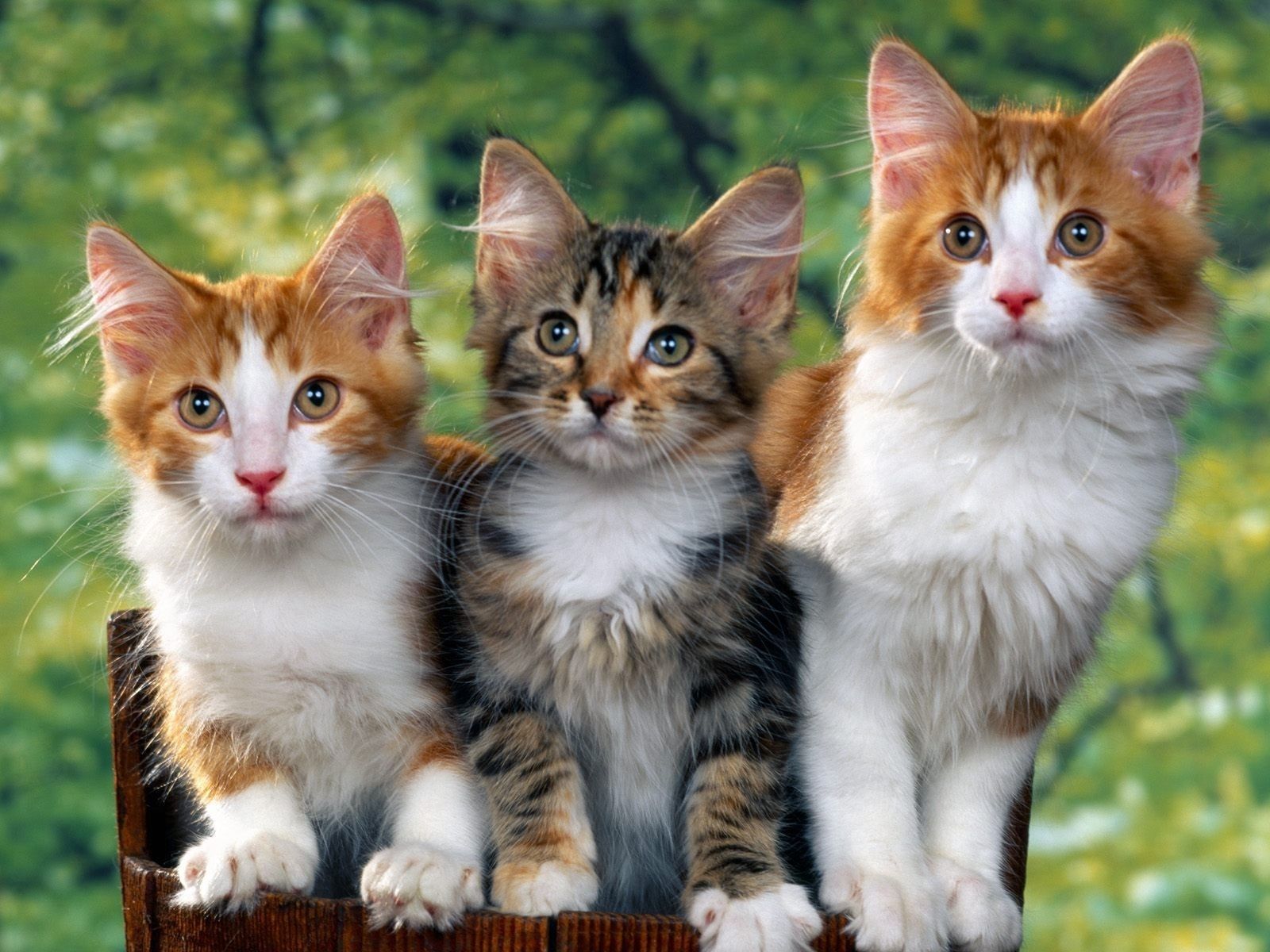 vertical wallpaper cats, animals, sit, fluffy, spotted, kittens