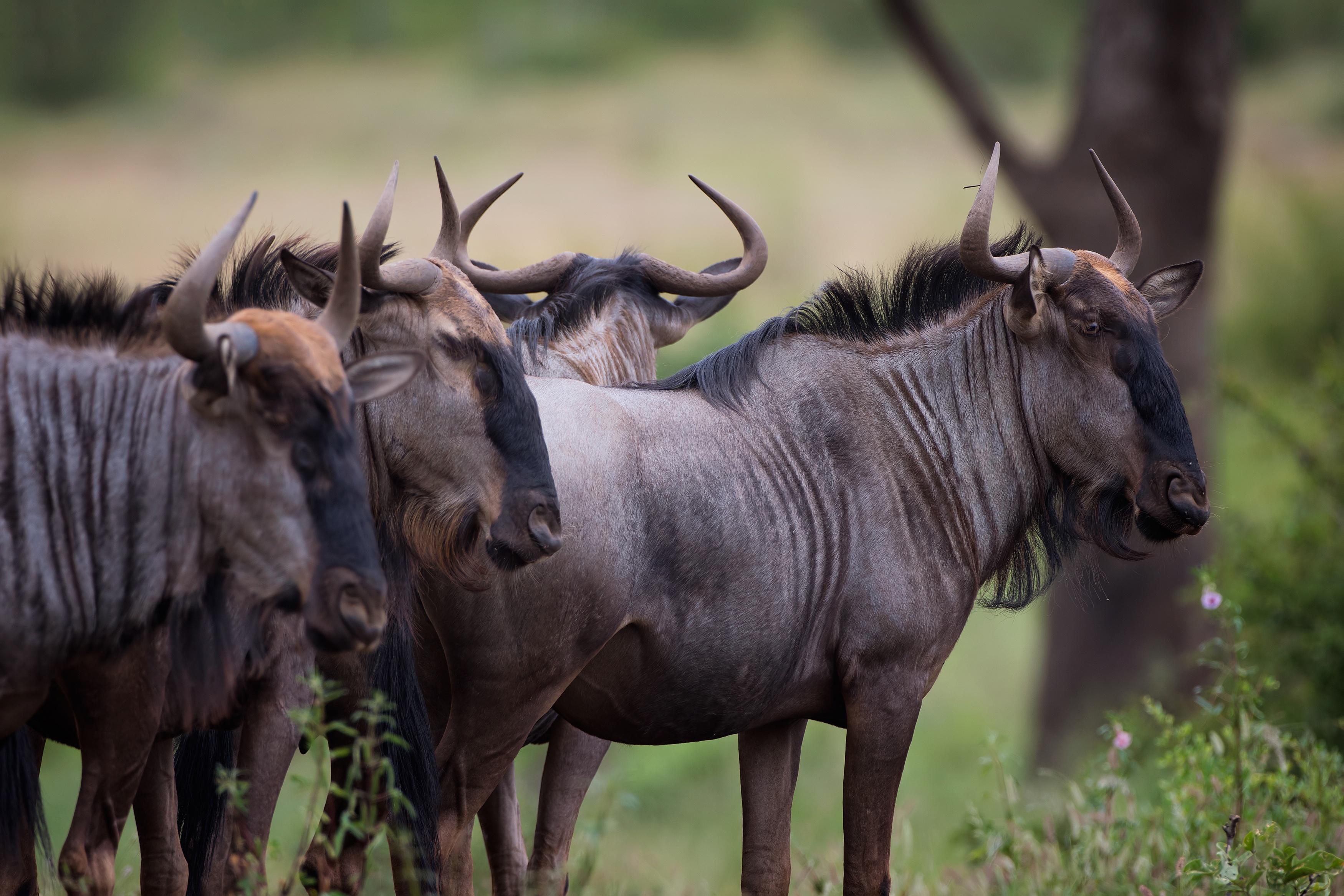 Сайт гну. Антилопа гну ареал обитания. Белохвостая антилопа гну. Стадо антилоп гну. Антилопа гну морда.