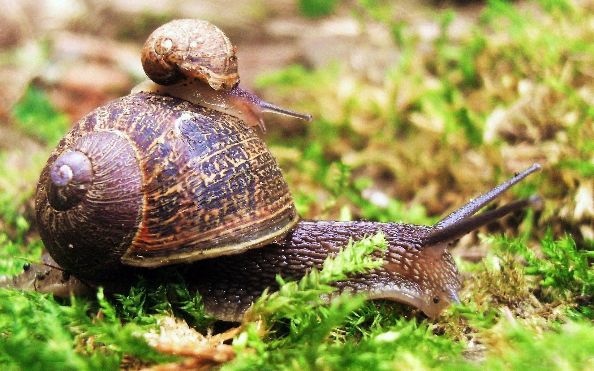 snail, animals, grass, couple, pair, crawl