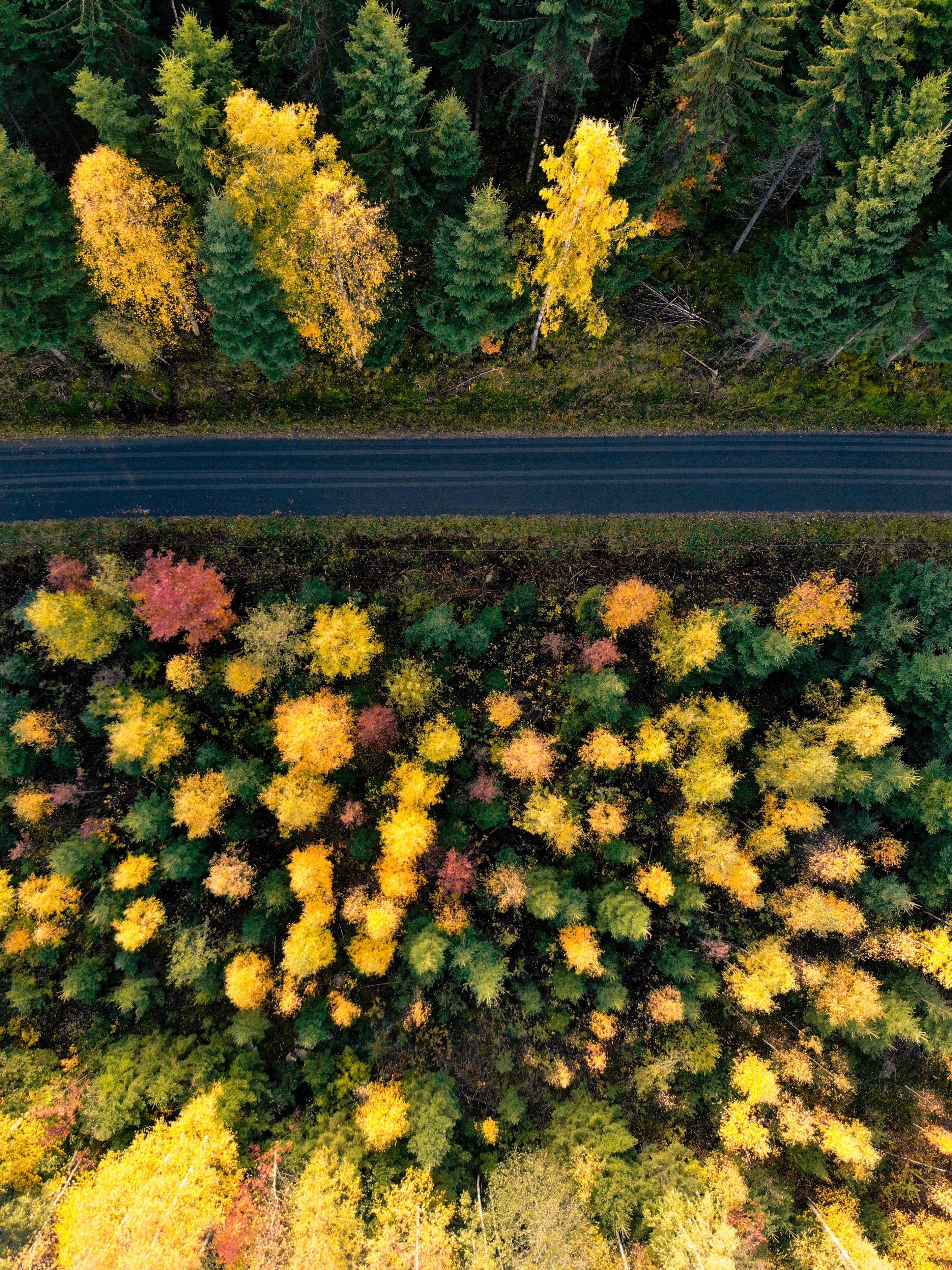 autumn, nature, trees, view from above, road, forest for Windows