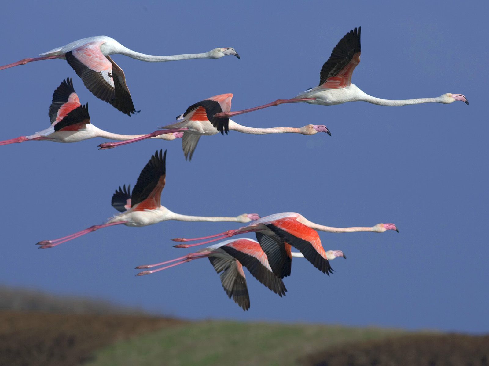 animals, birds, sky, flamingo, flight, flock
