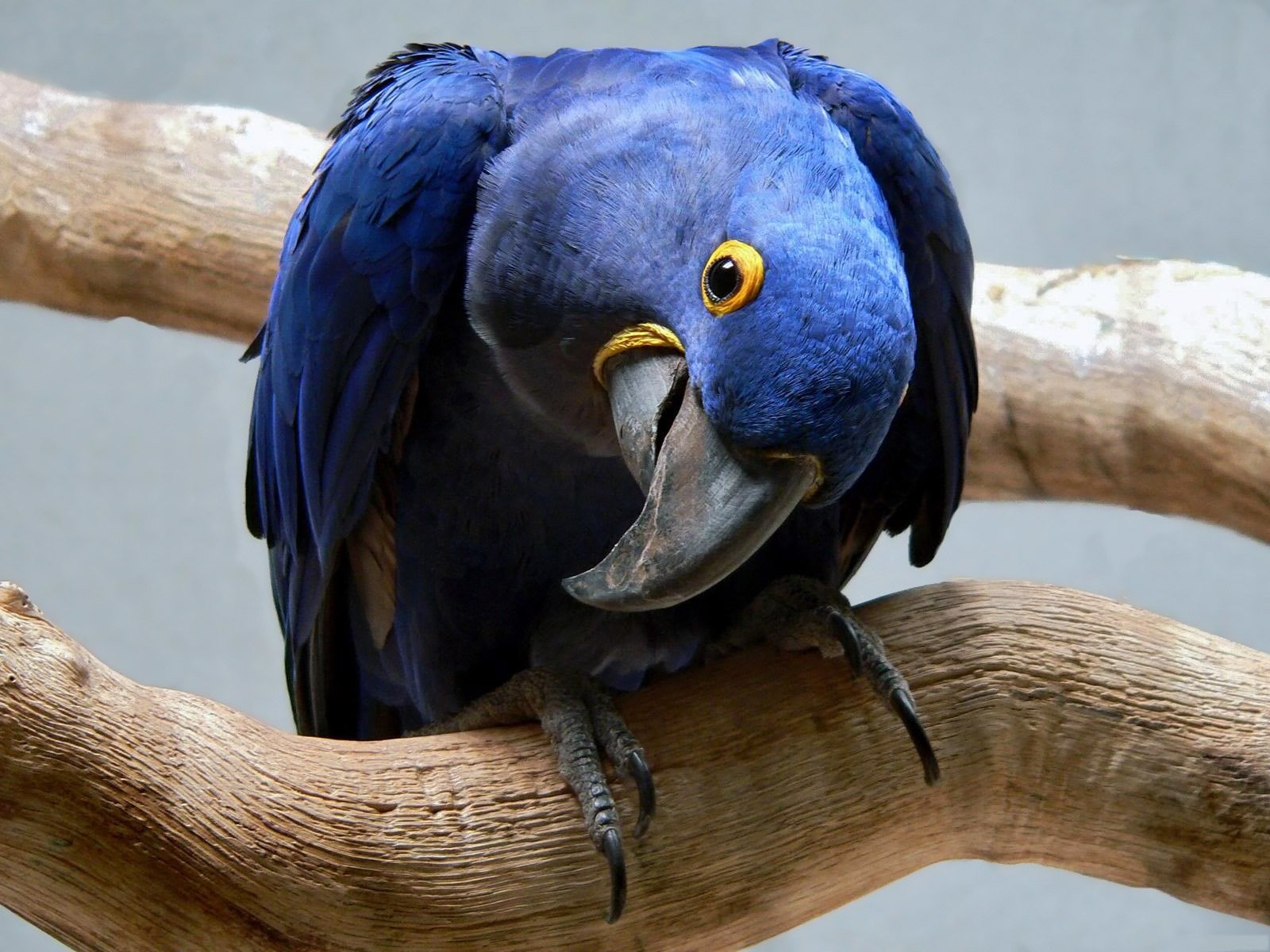 Popular Hyacinth Macaw Image for Phone