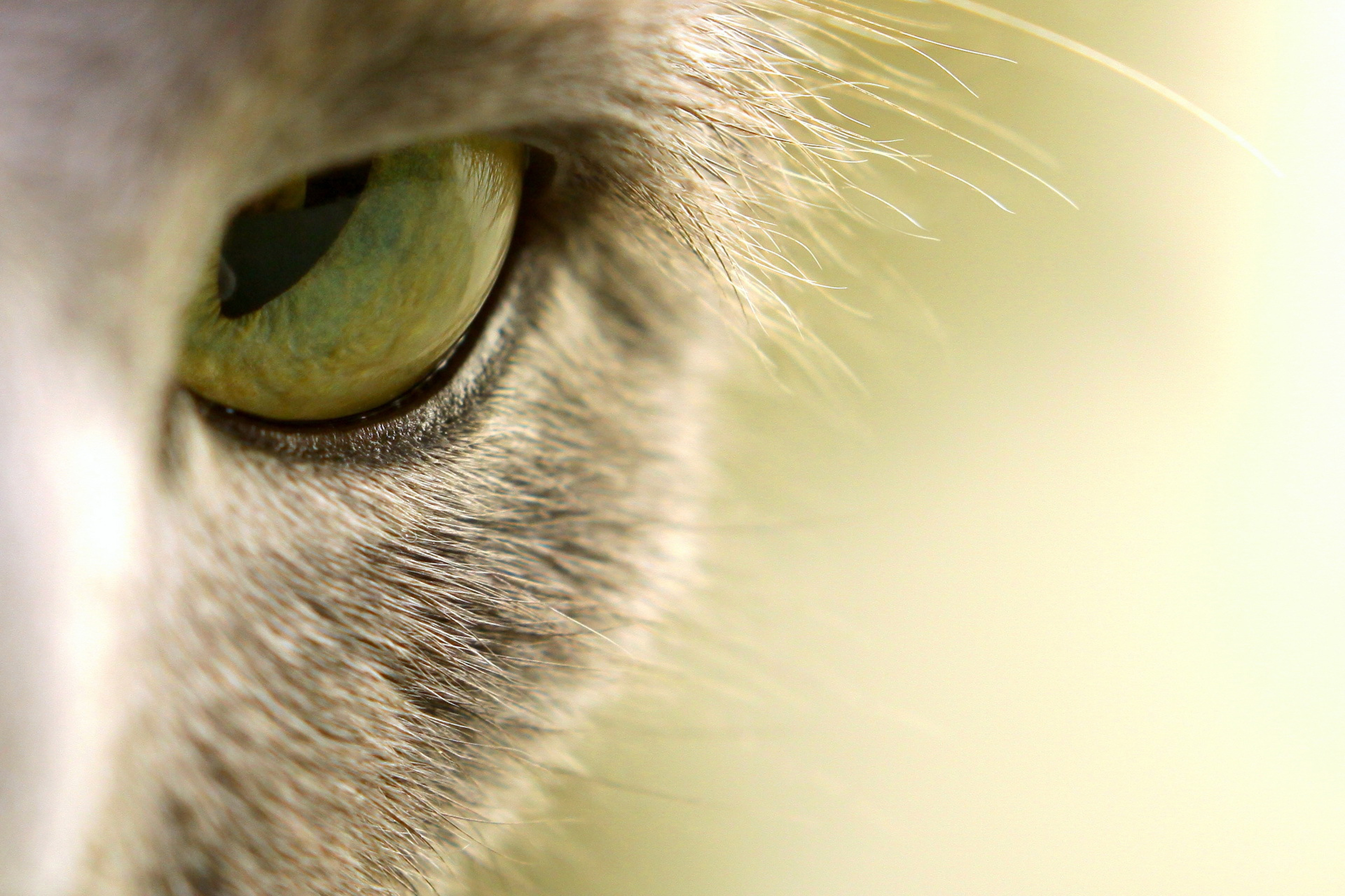 Обои глазки. Глаза кошки. Кошачий глаз. Макросъемка кошек. Глаза кошки картинки.