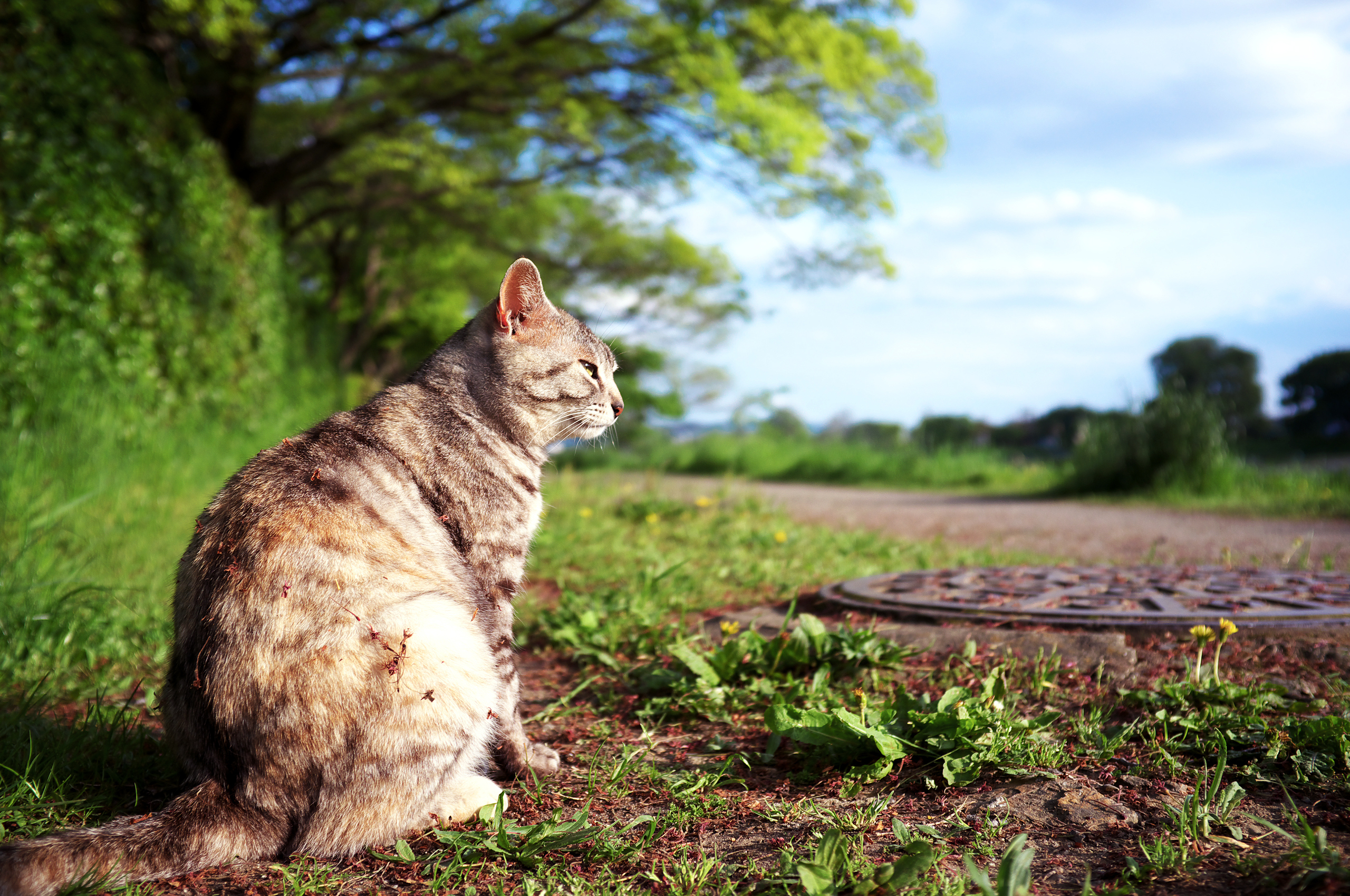 Фото сидящей кошки. Кот сидит. Коты на природе. Обои кот. Сидячая кошка.