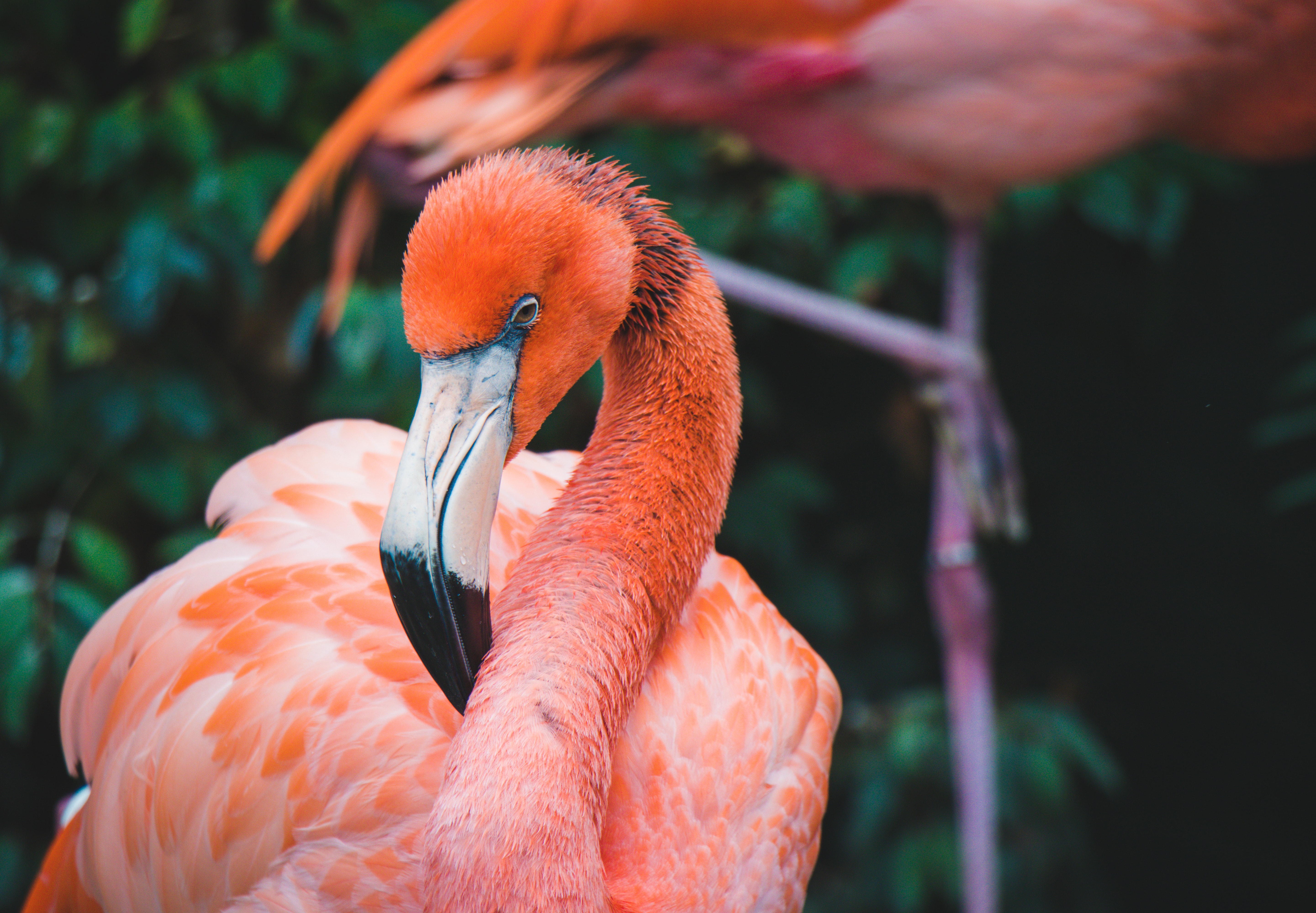 flamingo, animals, bird, beak, neck, plumage