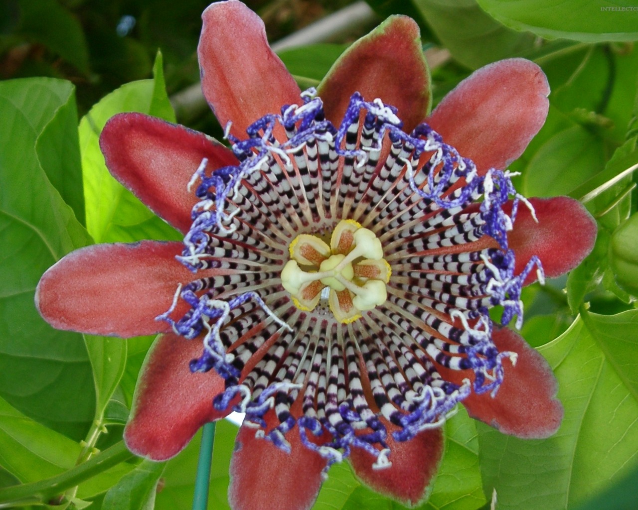 Free HD Passion Flower