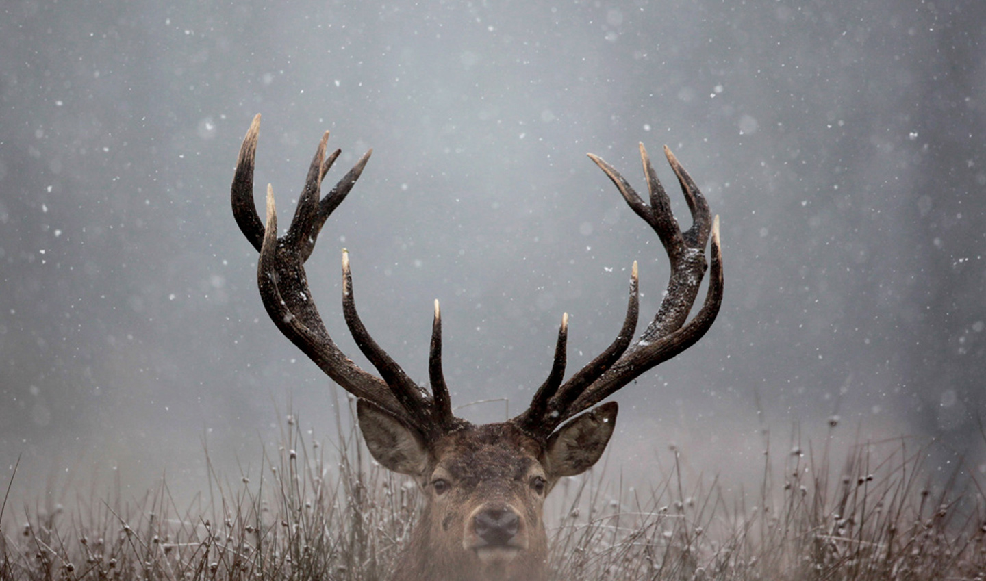 232488壁紙のダウンロード動物, 鹿, バック, 雪-スクリーンセーバーと写真を無料で