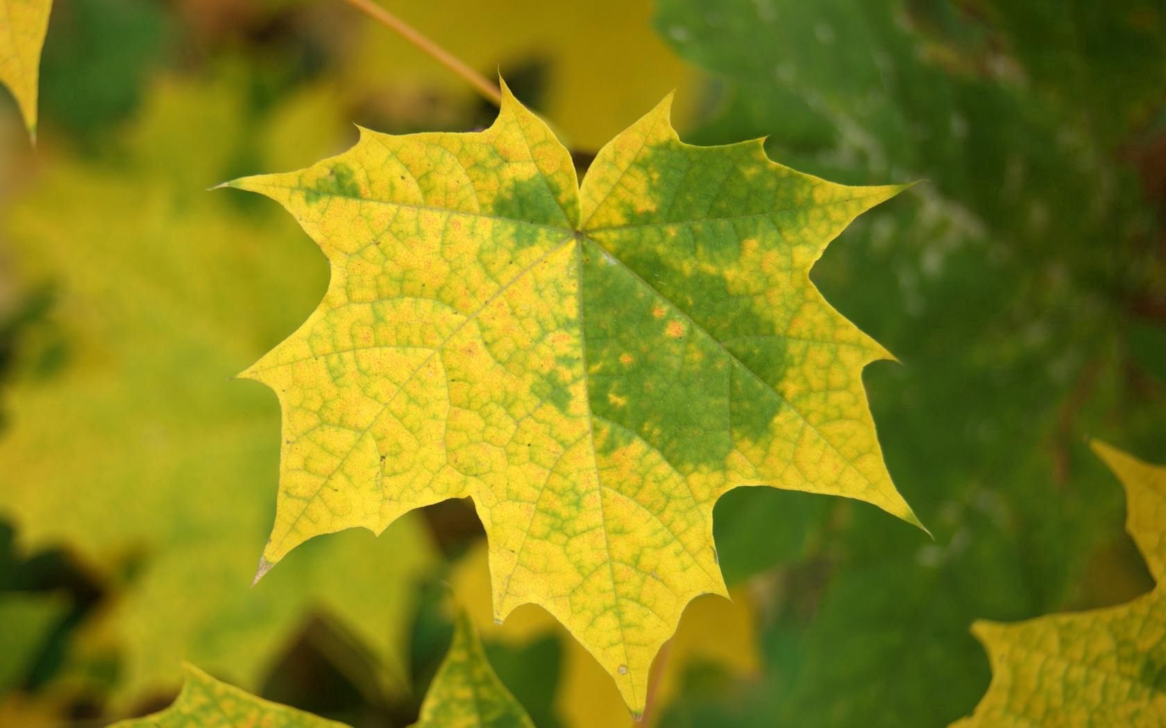 autumn, leaves, macro, maple, fallen Free Stock Photo