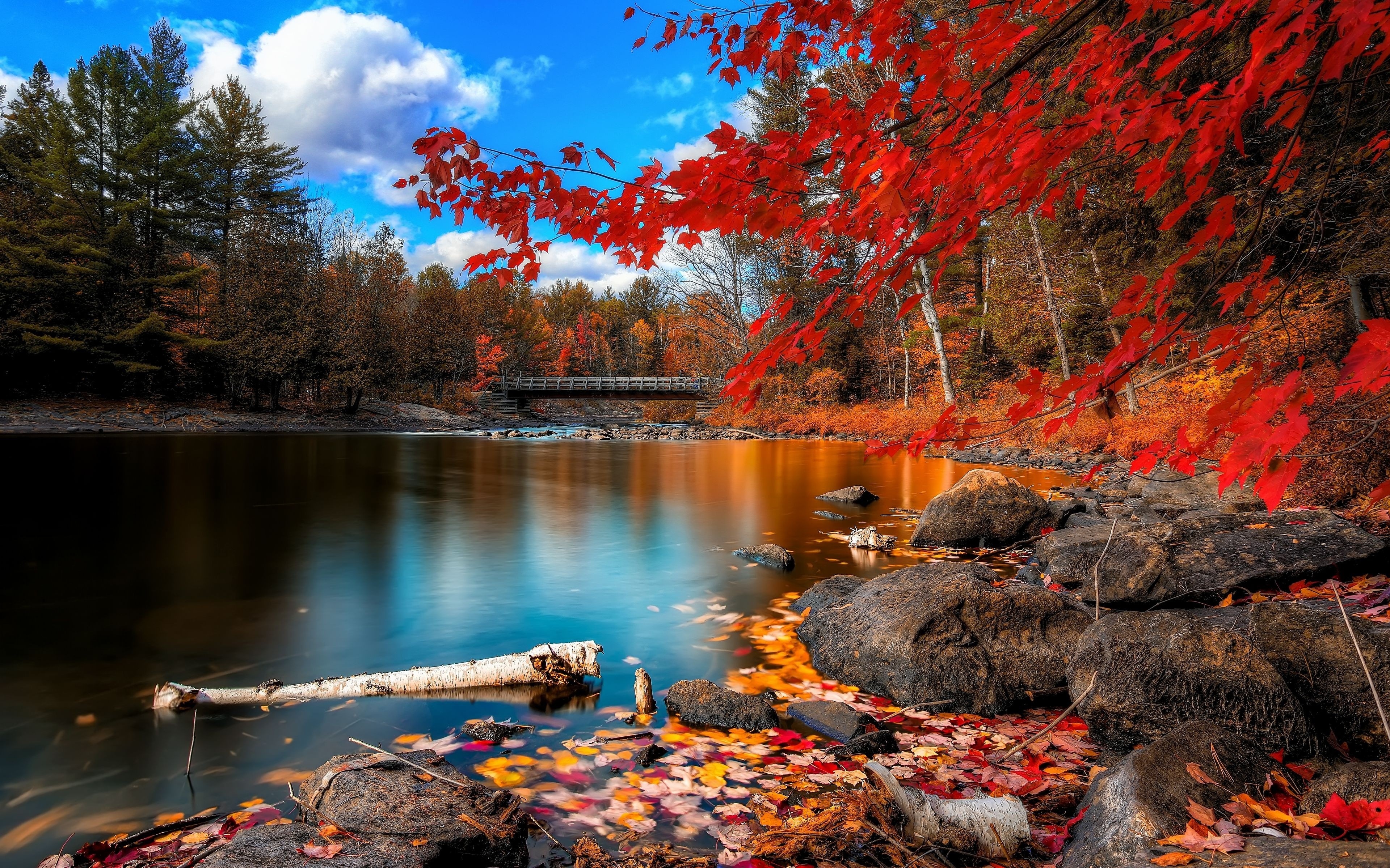 water, nature, tree, lake, earth, fall, leaf, bridge