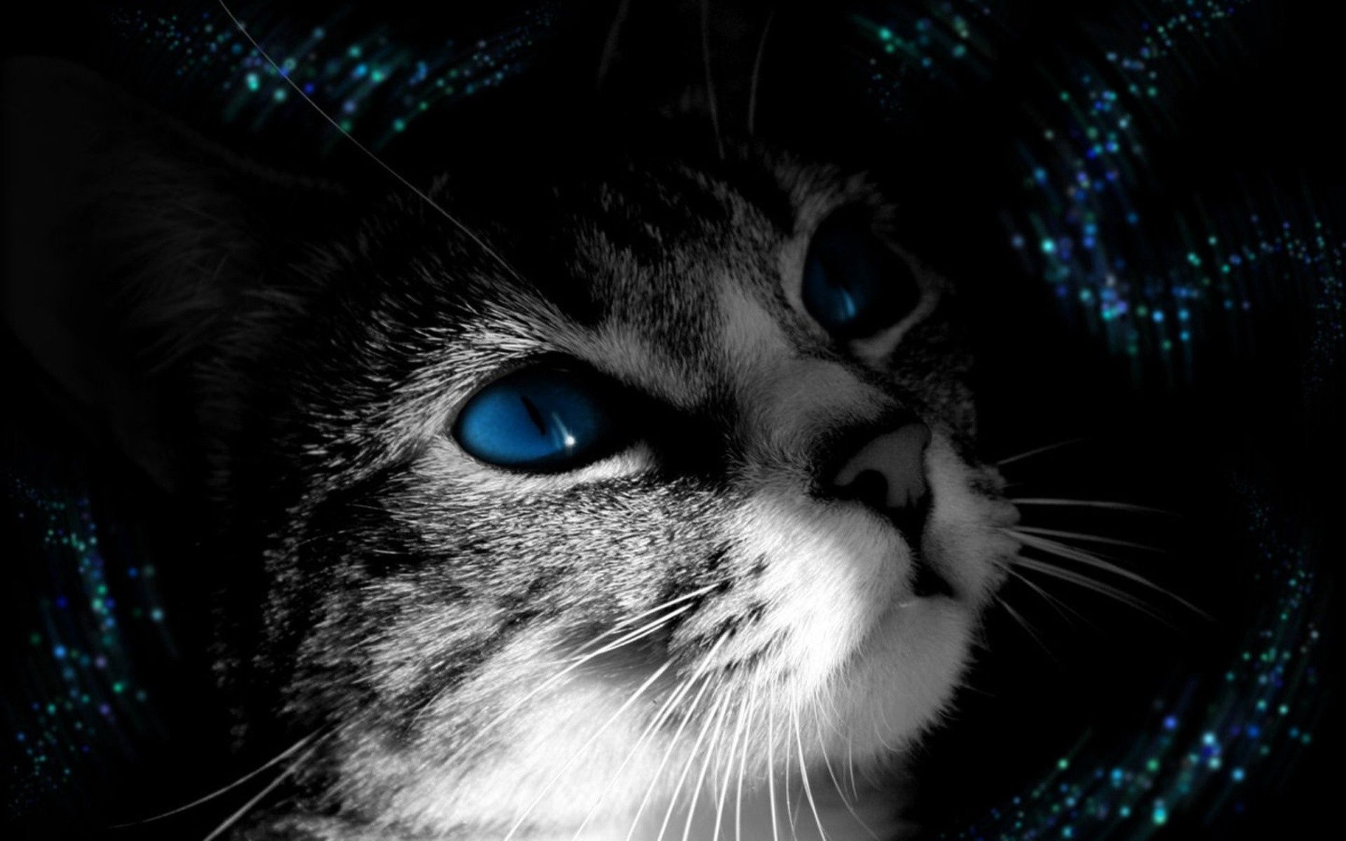 cat, bw, animals, muzzle, chb, blue eyed
