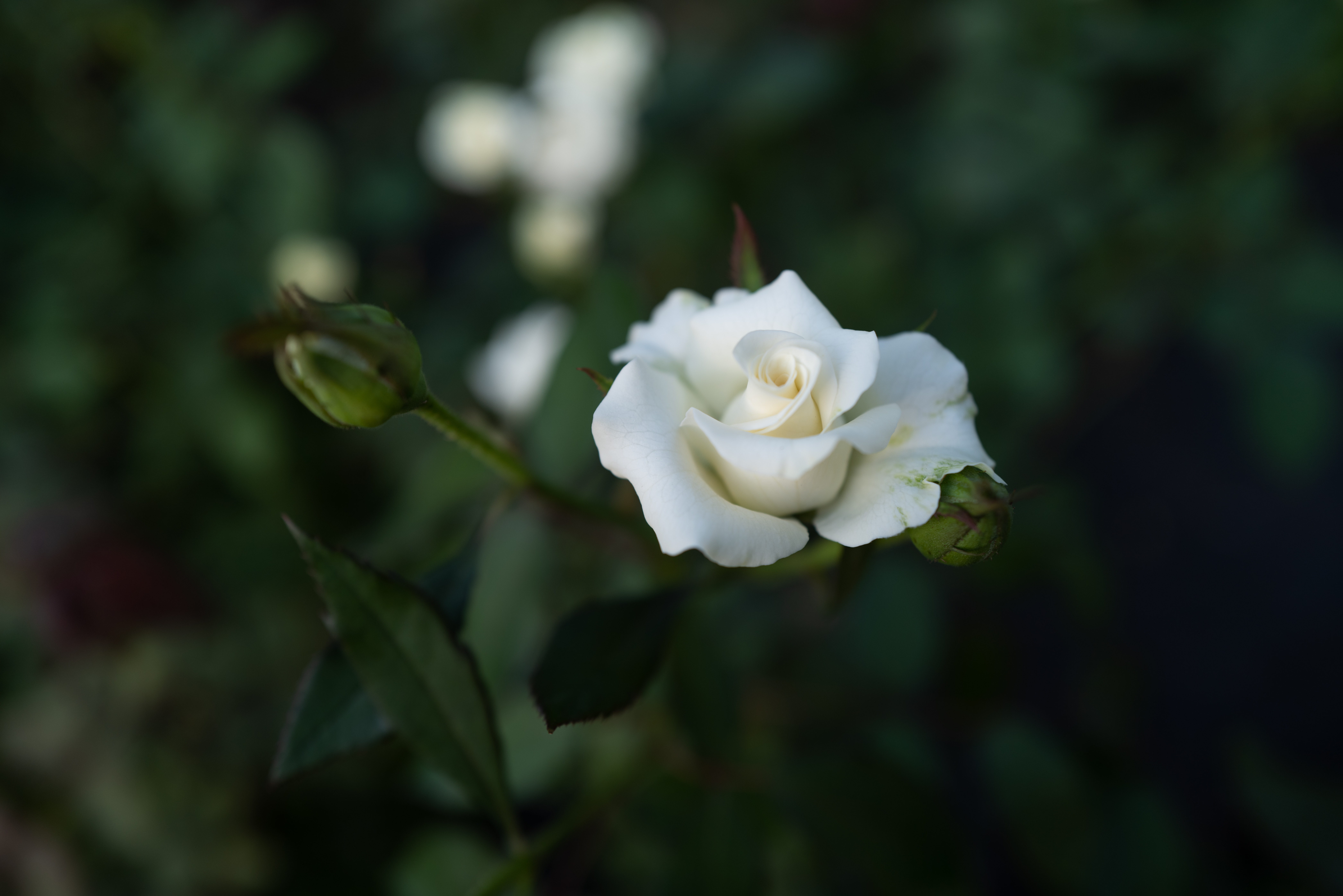 rose flower, flowers, white, flower, rose, bloom, flowering, buds 4K Ultra
