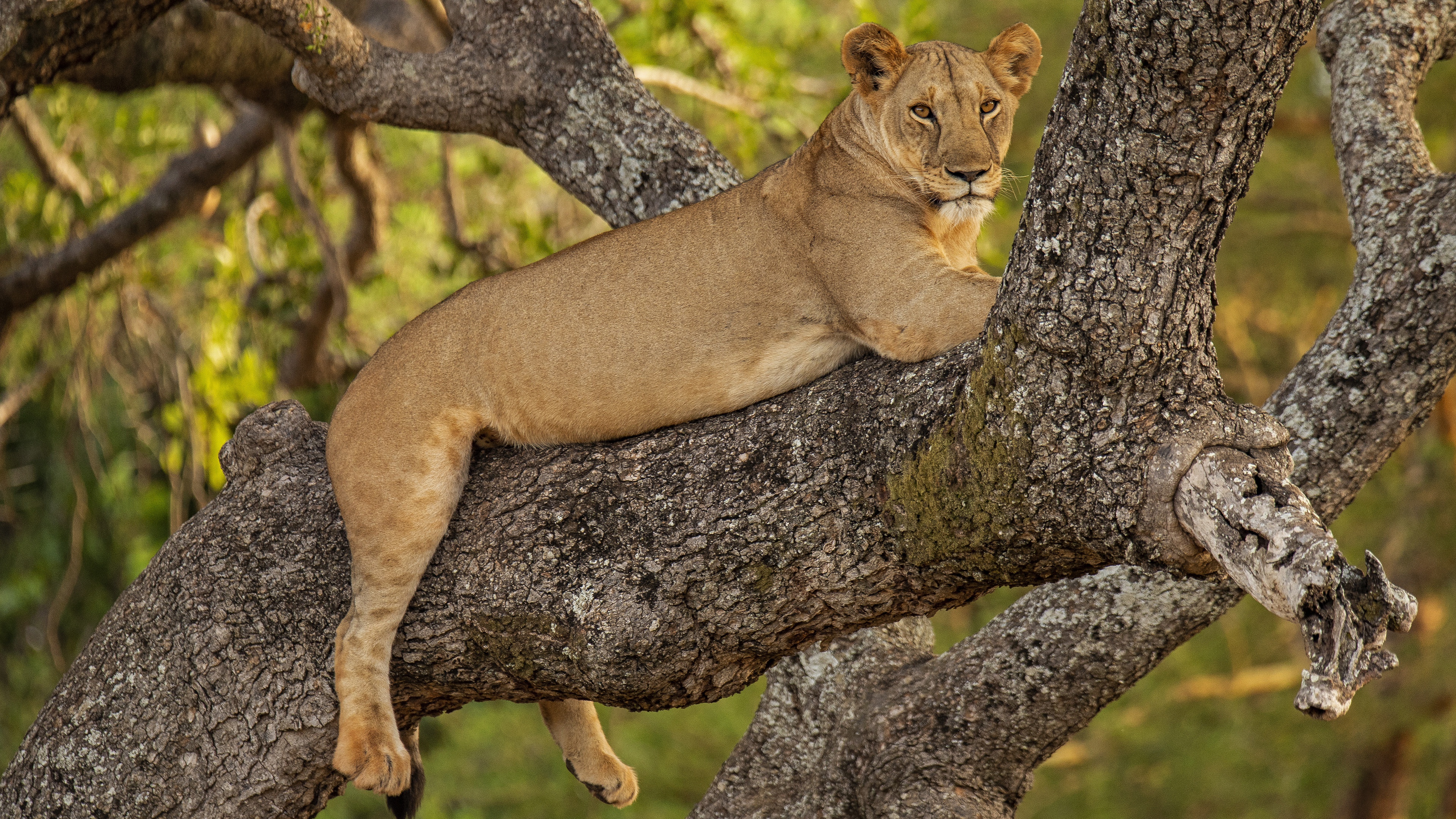 487731 descargar imagen animales, león, leona, gatos: fondos de pantalla y protectores de pantalla gratis