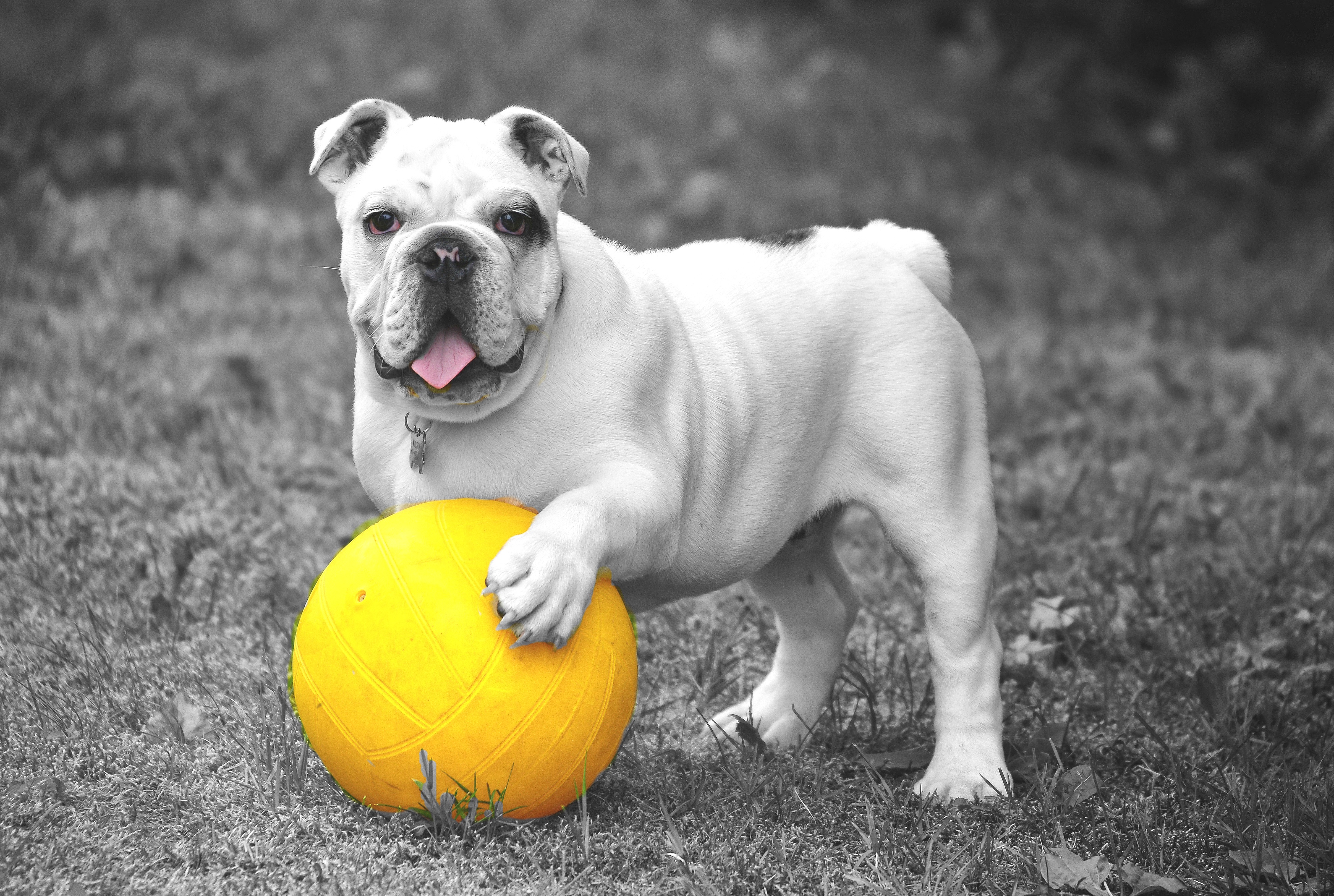 Handy-Wallpaper Bulldogge, Bulldog, Bw, Chb, Hund, Grass, Ball, Tiere kostenlos herunterladen.