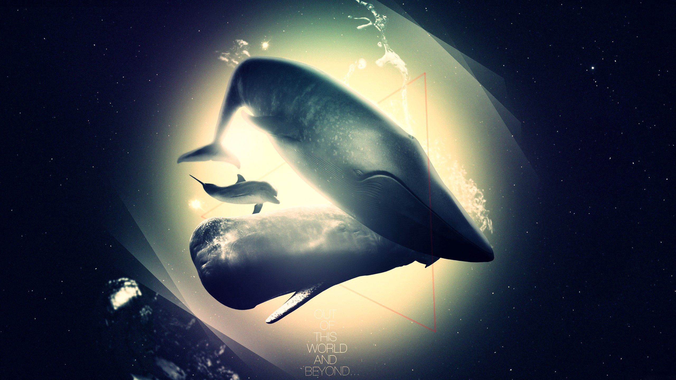 Free download wallpaper Animals, Shine, Light, Shadow, Whale, Abyss, Dolphin on your PC desktop