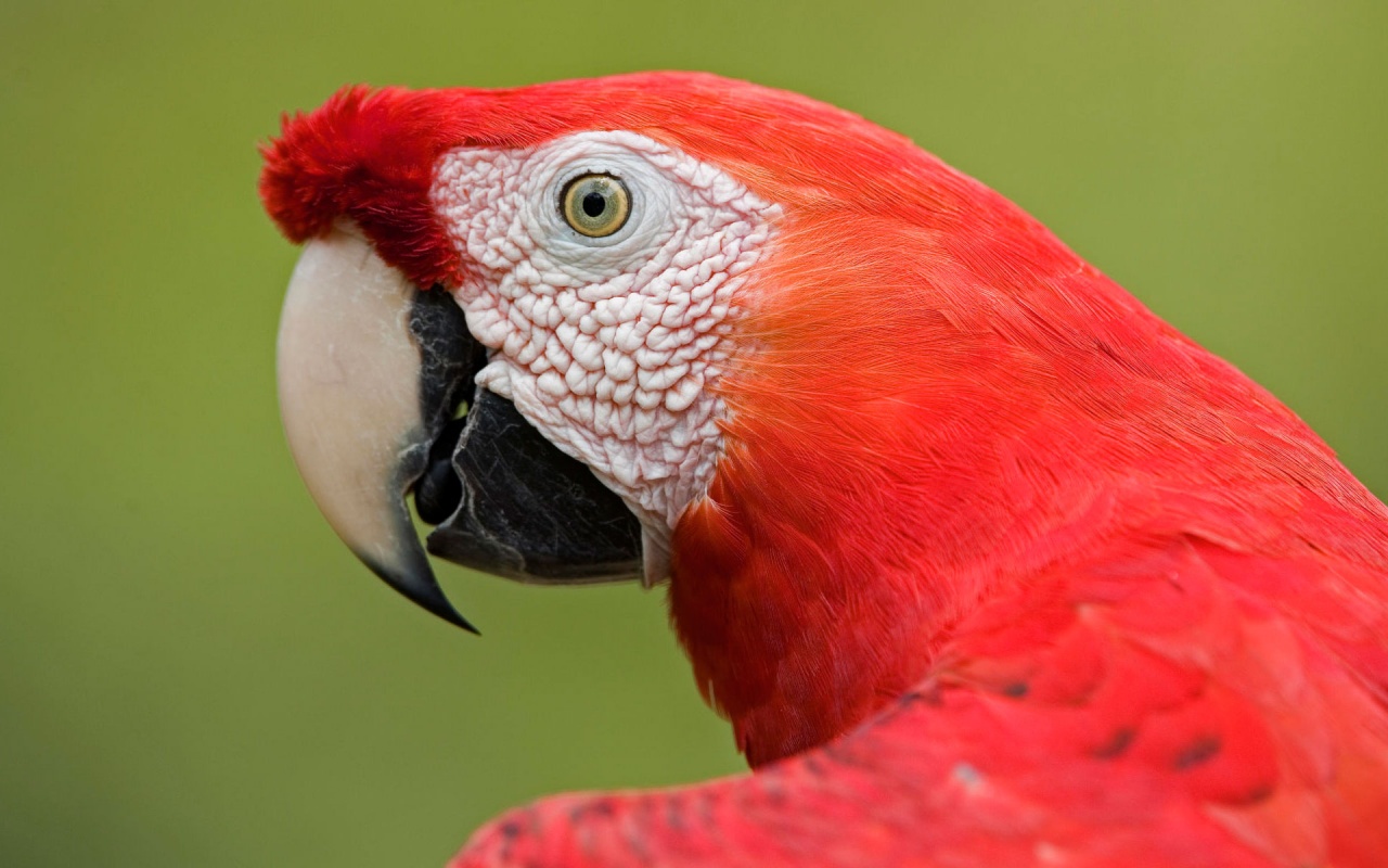 animal, scarlet macaw, bird Aesthetic wallpaper