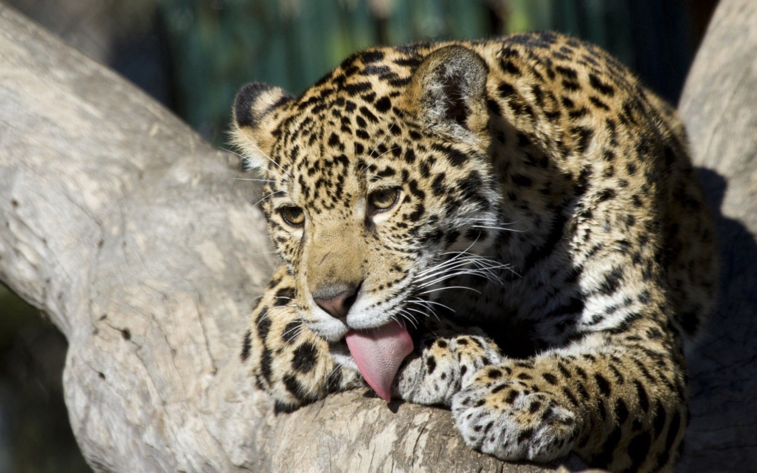 83524 Hintergrundbild herunterladen tiere, junge, leopard, sich hinlegen, liegen, joey, leck deine lippen, lecken - Bildschirmschoner und Bilder kostenlos