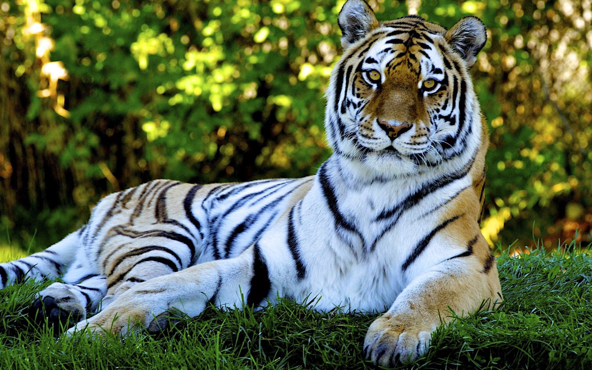 114210 скачать картинку хищник, большая кошка, тигр, животные, трава, лежать - обои и заставки бесплатно