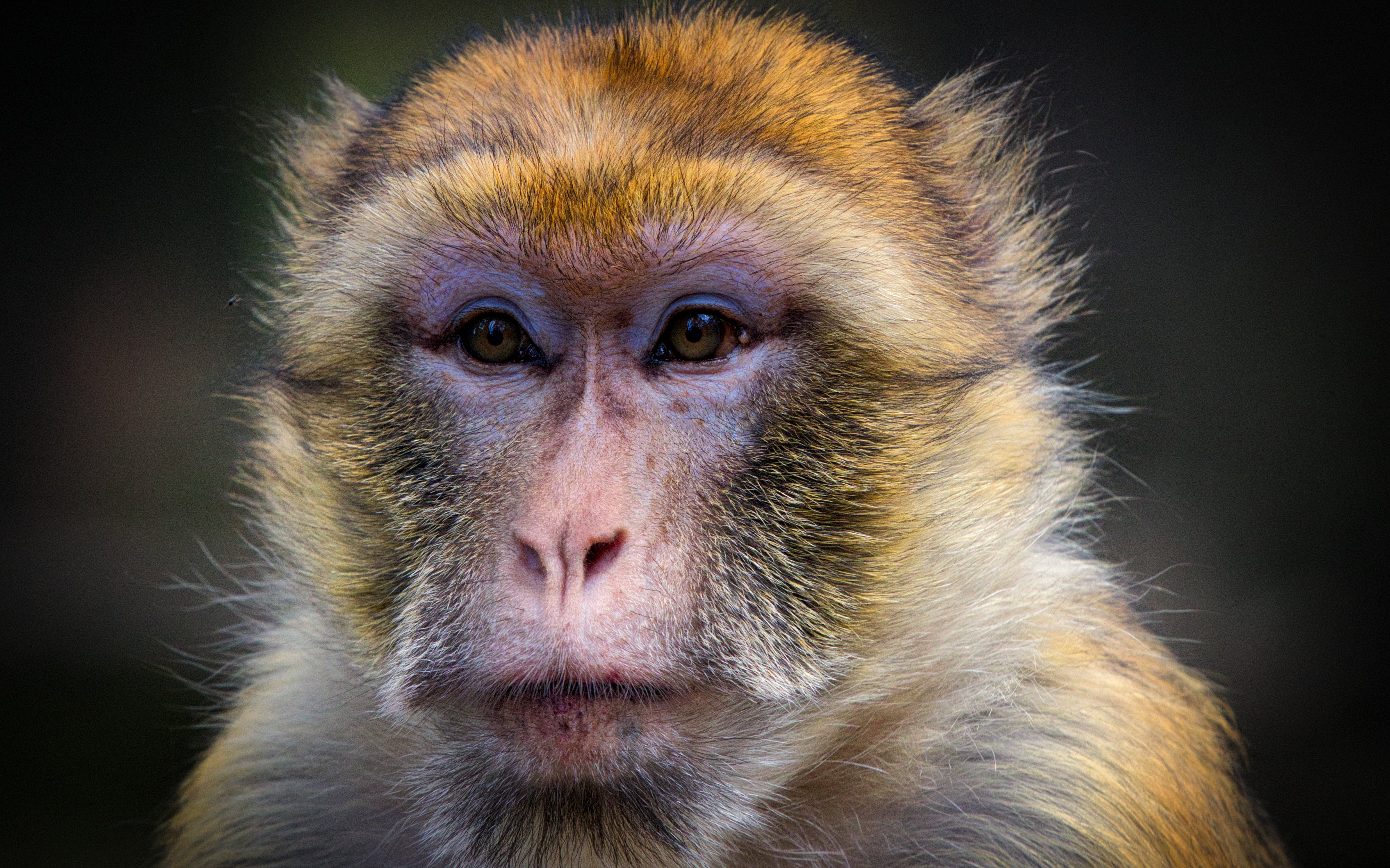 933960 télécharger le fond d'écran animaux, macaque, macaque de barbarie, singe - économiseurs d'écran et images gratuitement