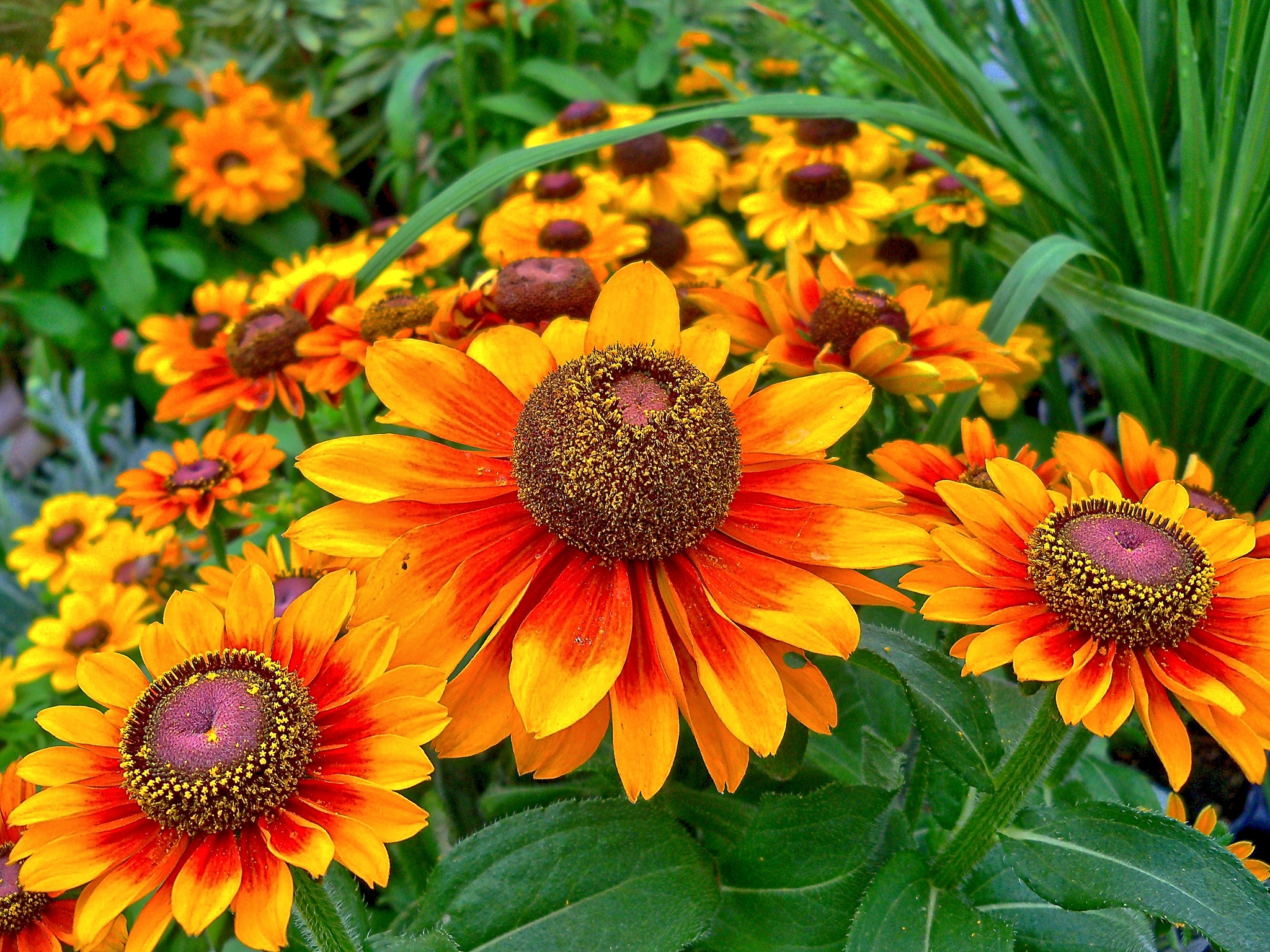 Рудбекия Rudbeckia Flamenco Yellow