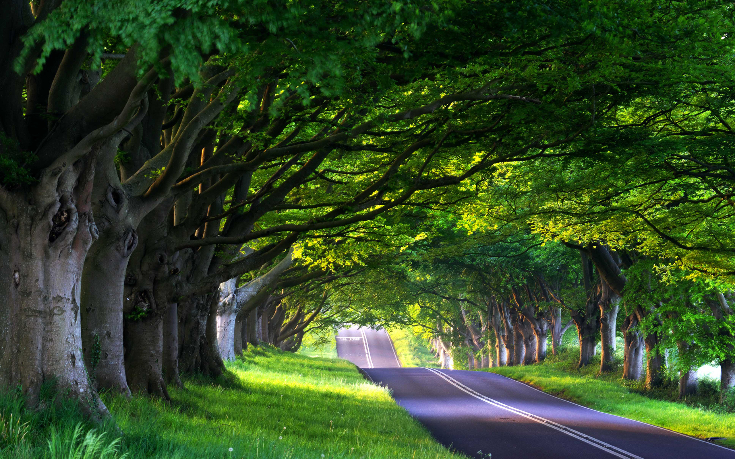 Дорога среди деревьев