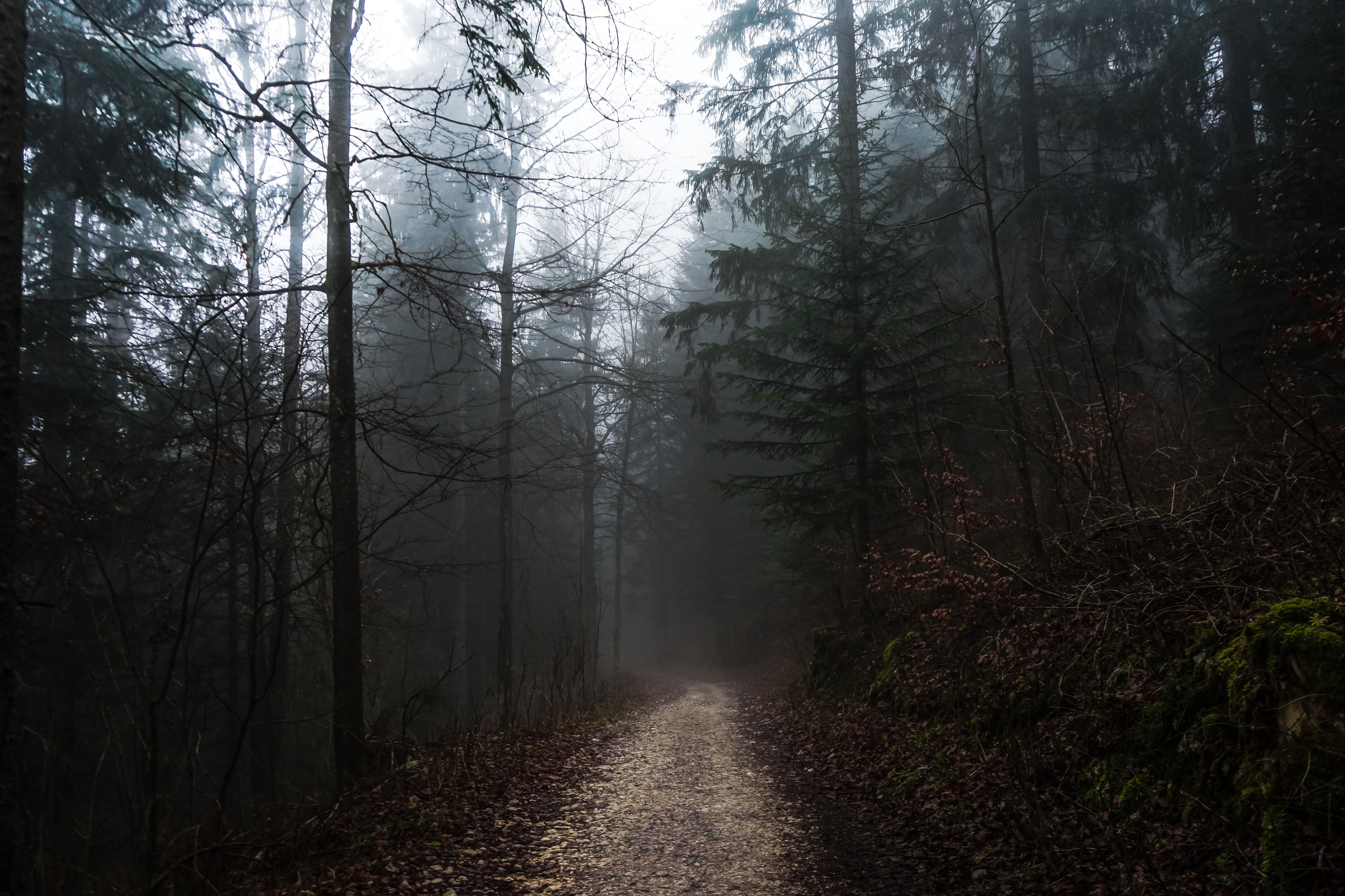 Download mobile wallpaper Fog, Trees, Path, Stroll, Forest, Nature, Autumn for free.
