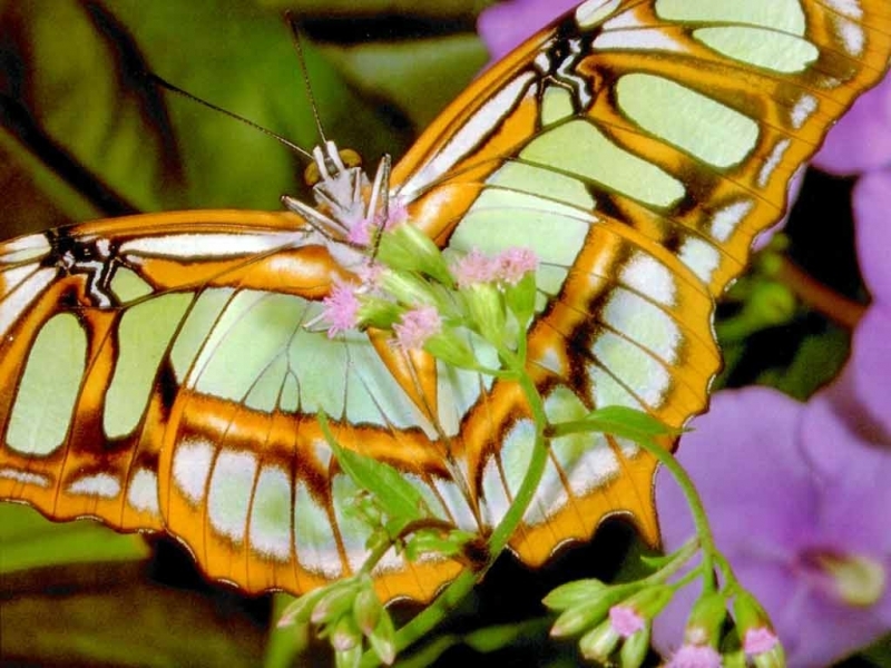 Скачати мобільні шпалери Комахи, Метелики безкоштовно.