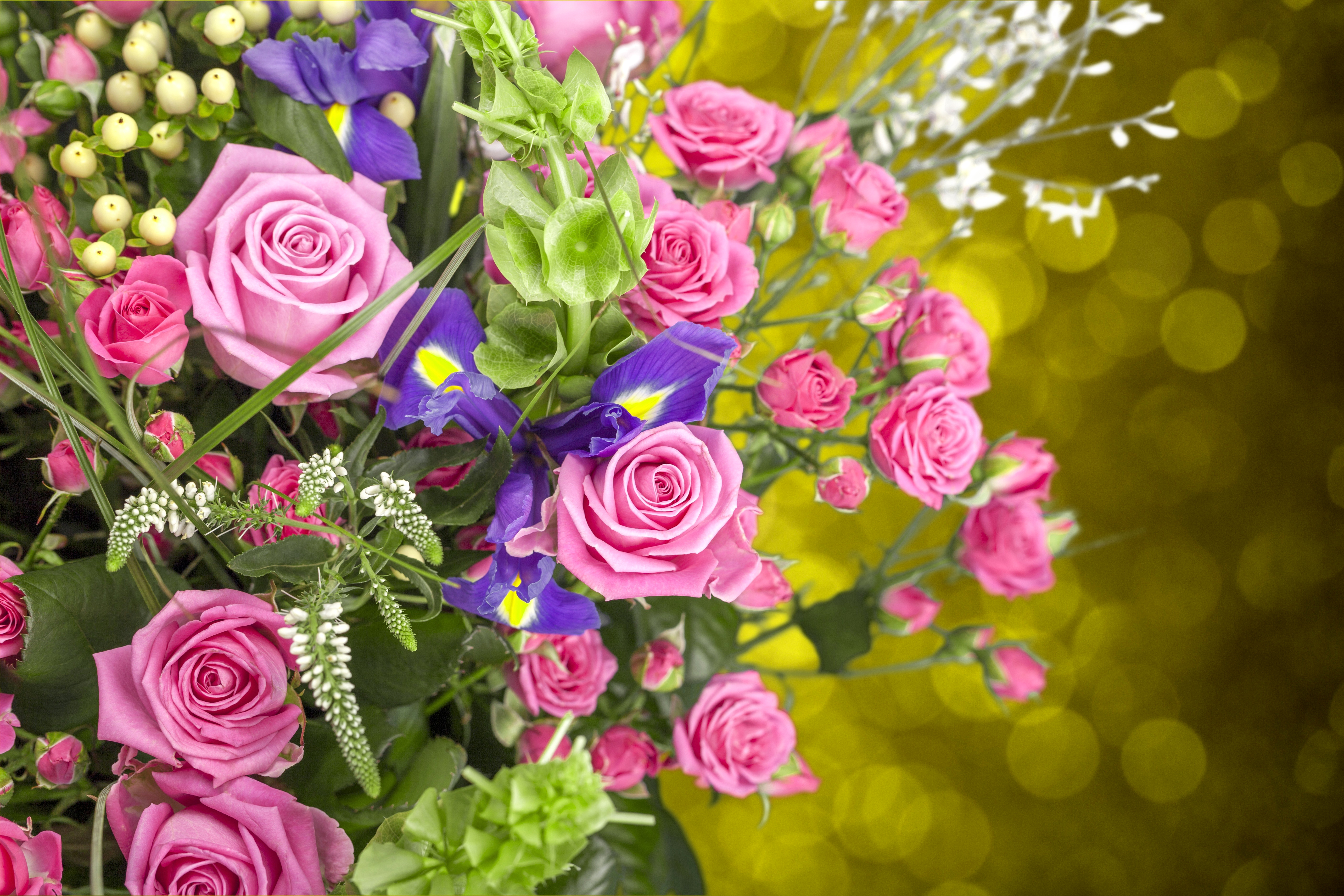 Download mobile wallpaper Flowers, Flower, Rose, Earth, Bokeh, Purple Flower, Pink Flower for free.