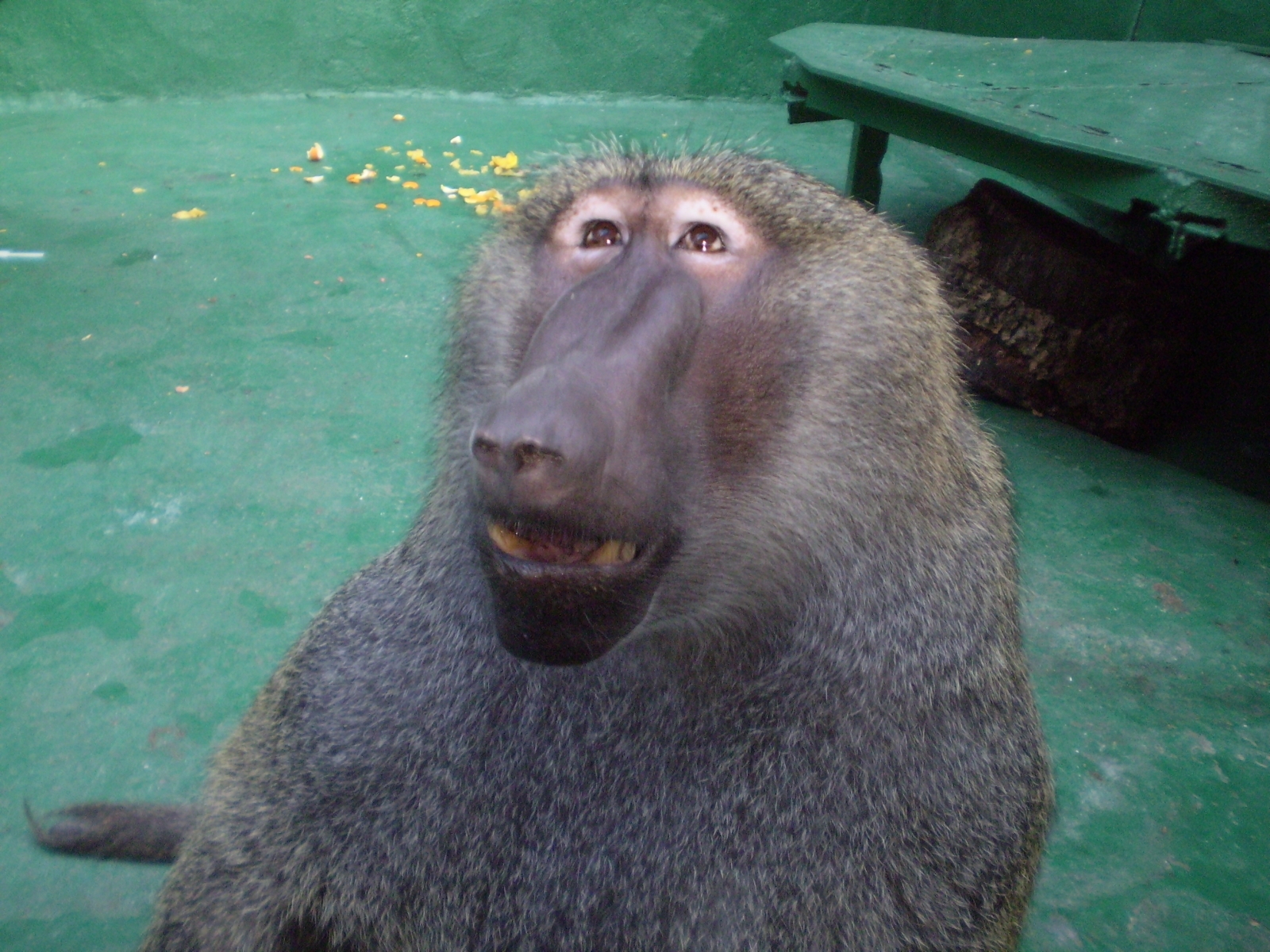Descarga gratuita de fondo de pantalla para móvil de Monos, Animales.