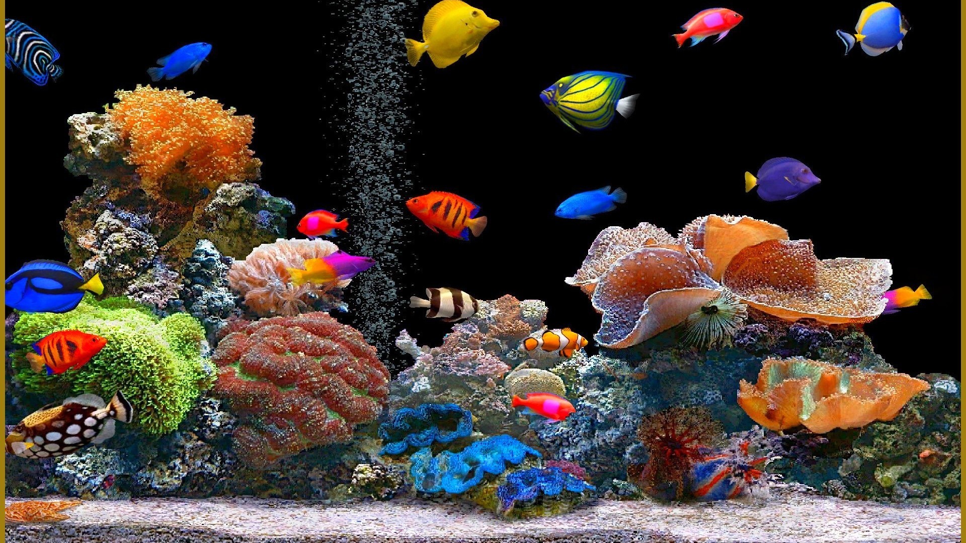 20597 télécharger le fond d'écran poissons, animaux - économiseurs d'écran et images gratuitement