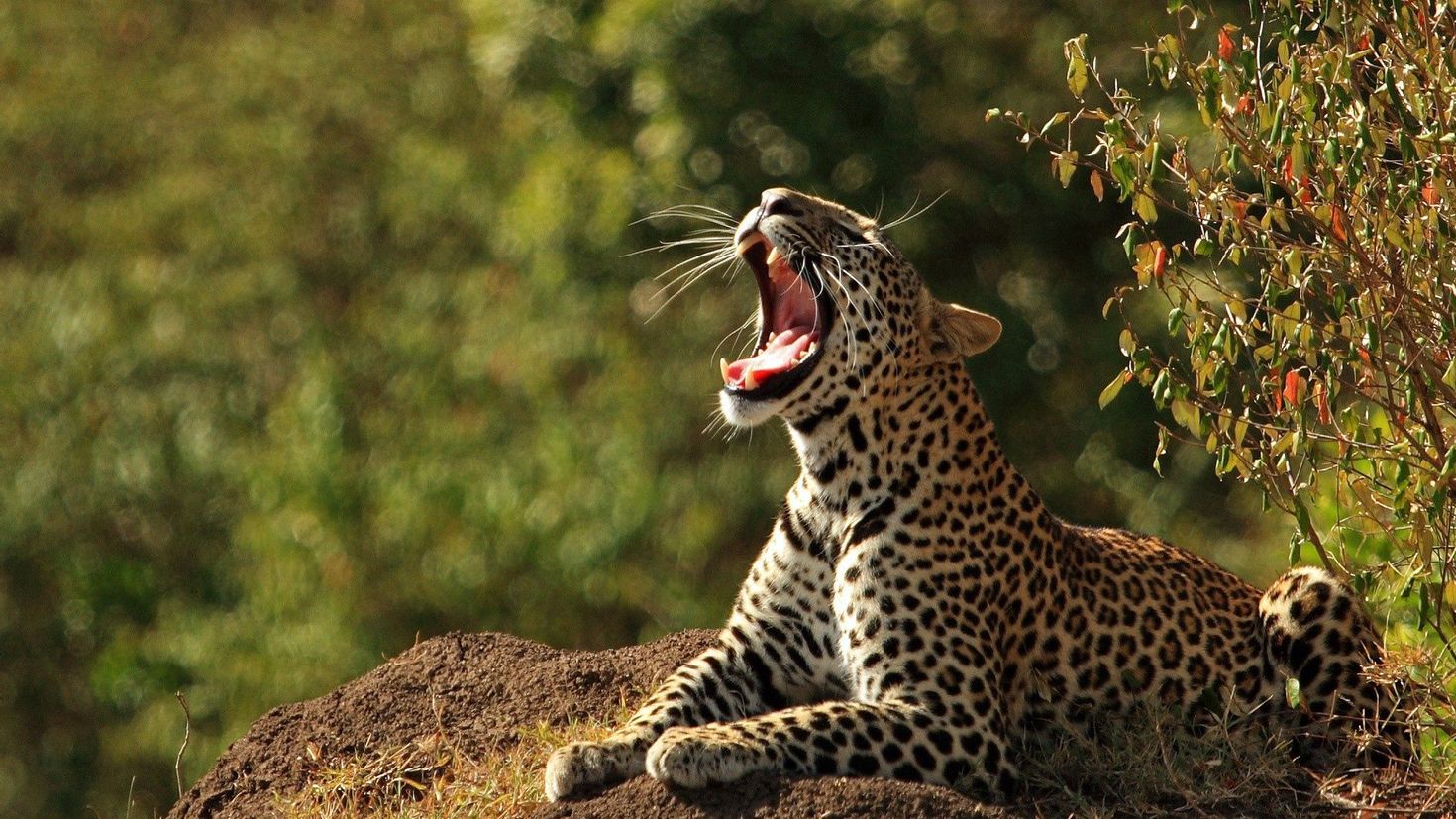 Бесплатный. Дикая природа. Животные. Леопард в природе. Хищники животные.