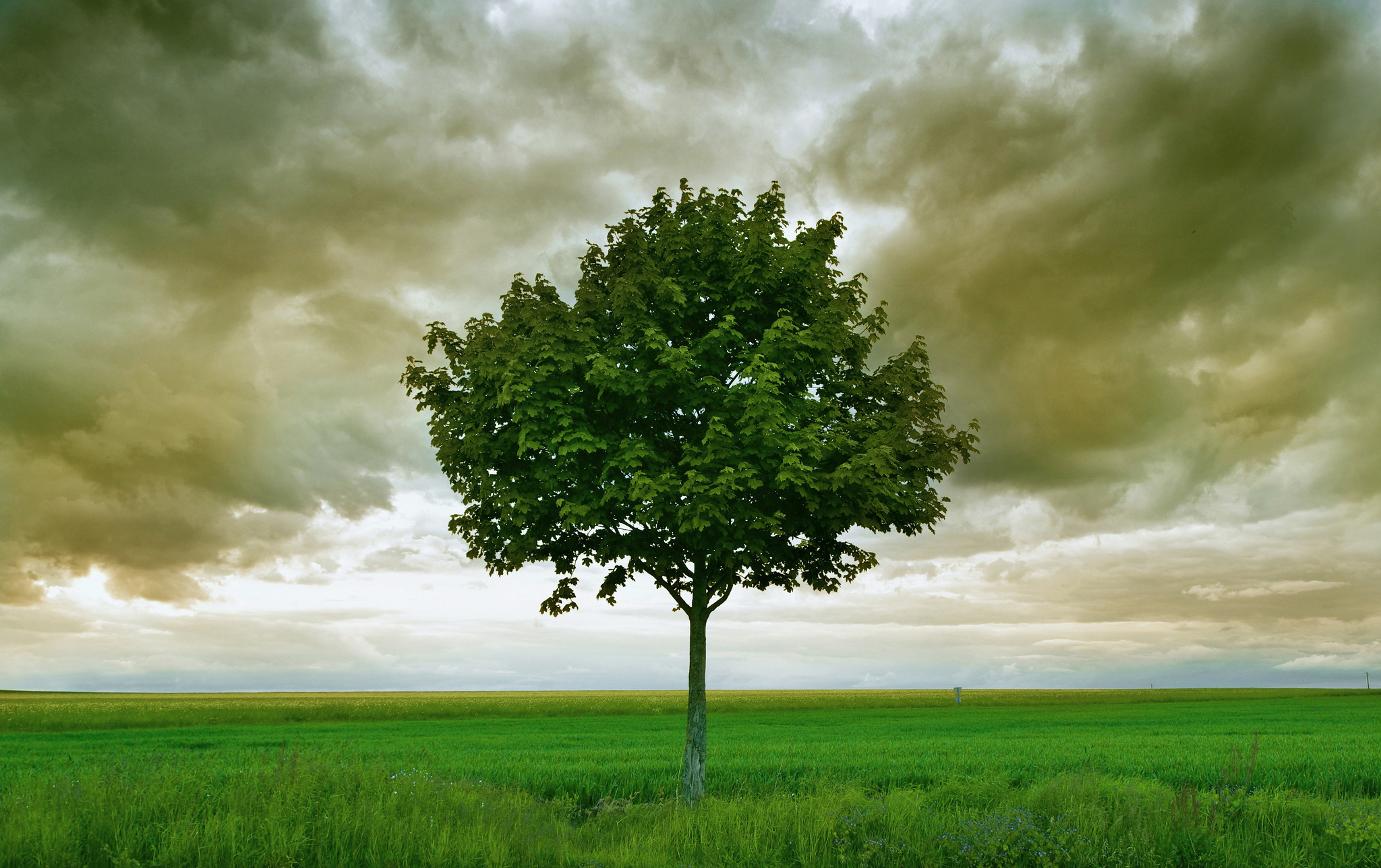 Дерево Одиноко Стоящее