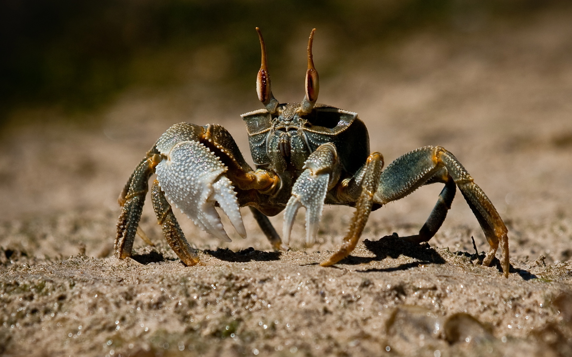 crab, animal mobile wallpaper