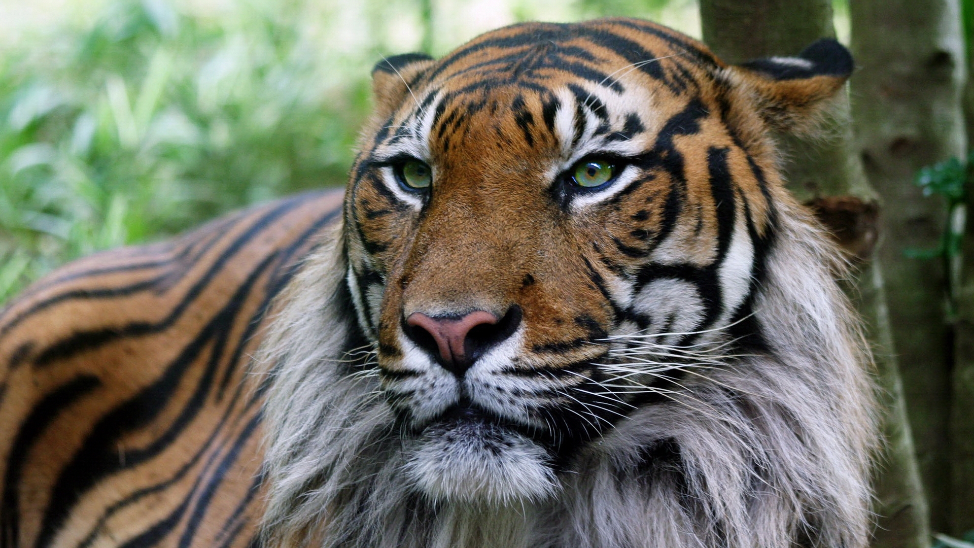37710 Hintergrundbild herunterladen tigers, tiere - Bildschirmschoner und Bilder kostenlos