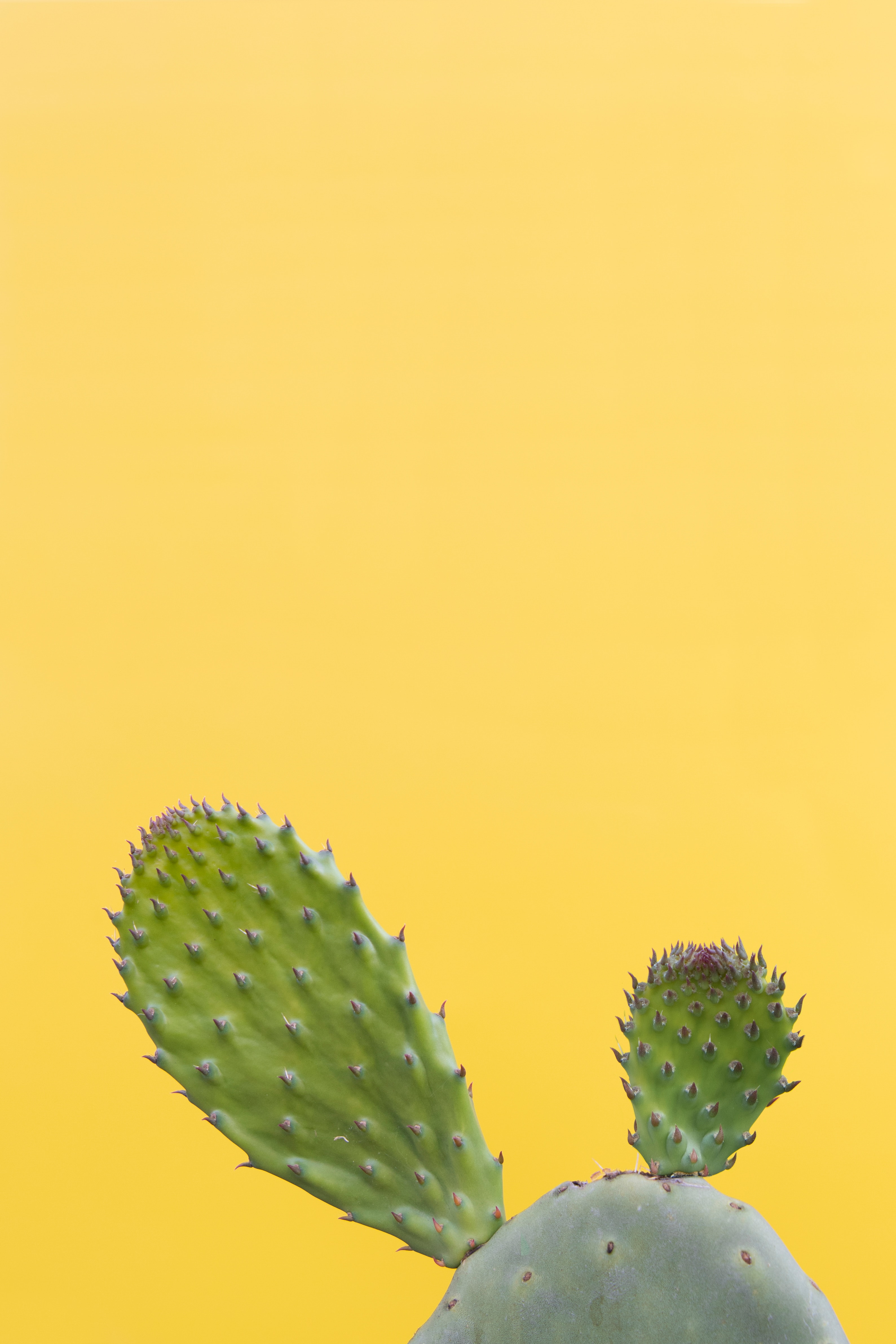 succulent, minimalism, green, barbed, spiny, cactus
