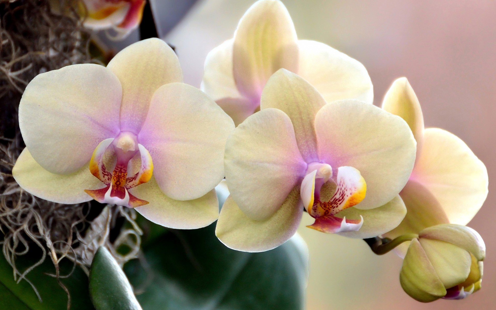 персиковые орхидеи фото