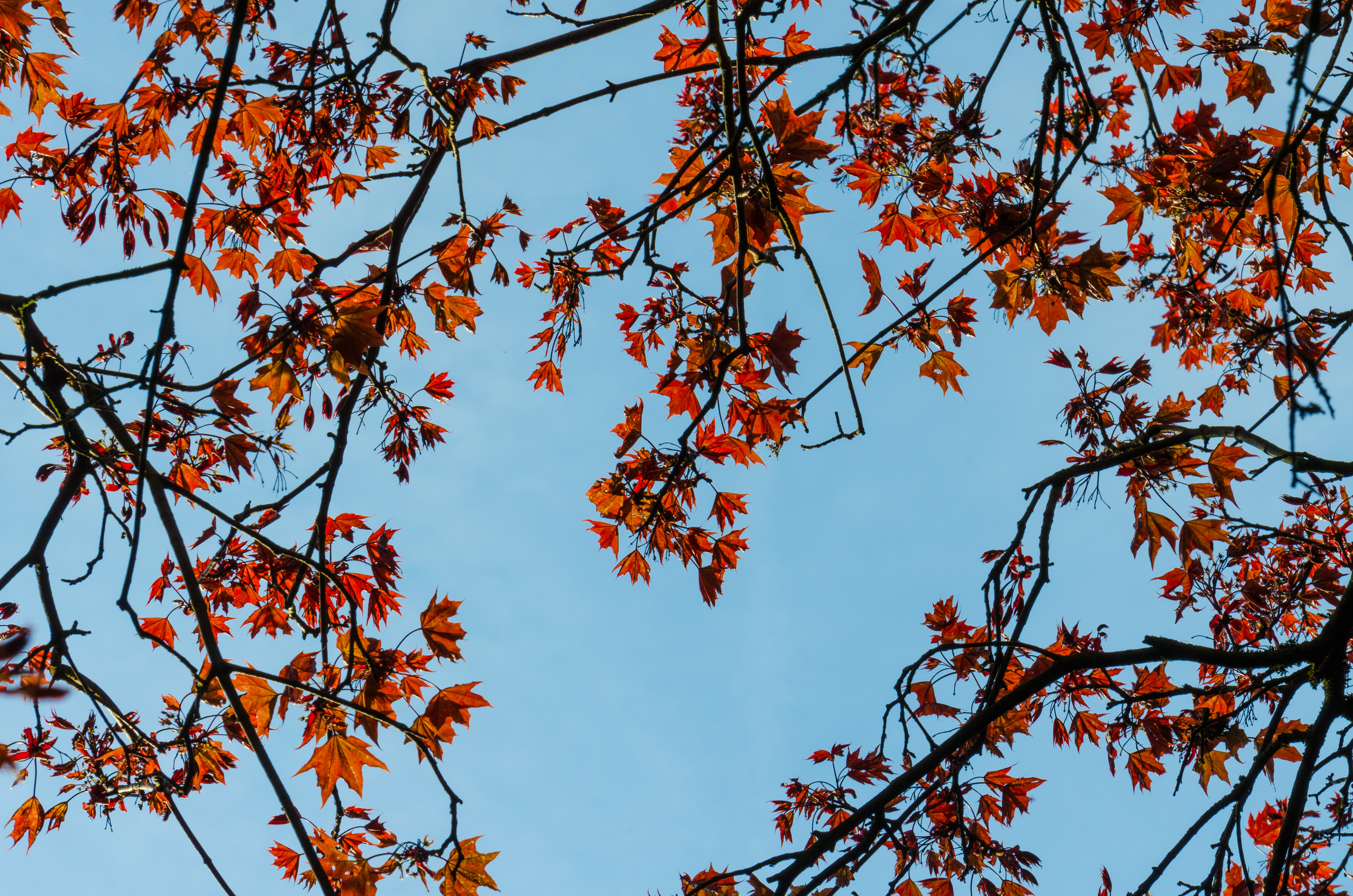 Download mobile wallpaper Branches, Nature, Sky, Wood, Tree, Leaves, Maple for free.
