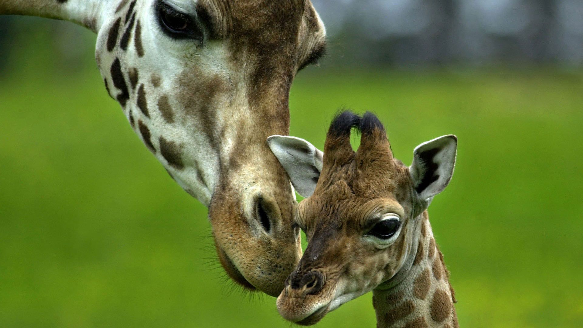 67663 скачать картинку жираф, животные, пятнистый, голова, забота, детеныш - обои и заставки бесплатно