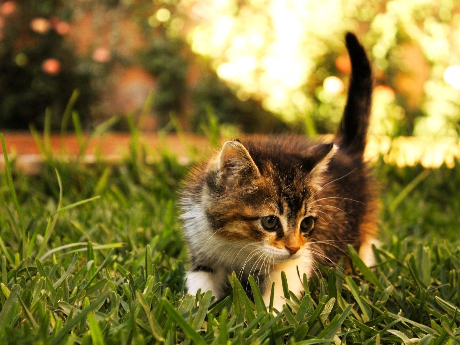 無料モバイル壁紙キティ, 散歩, ふかふかした, 動物, ふわふわ, 子猫, 草をダウンロードします。