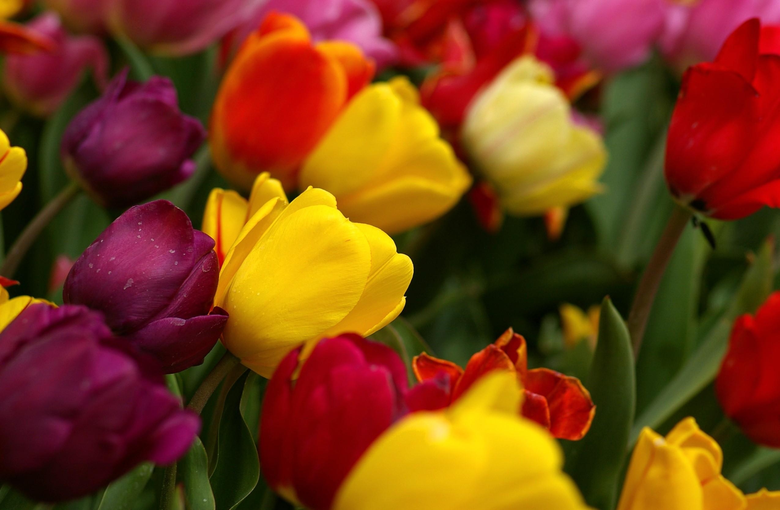 HD wallpaper flowers, tulips, drops, multicolored, freshness, slope, incline