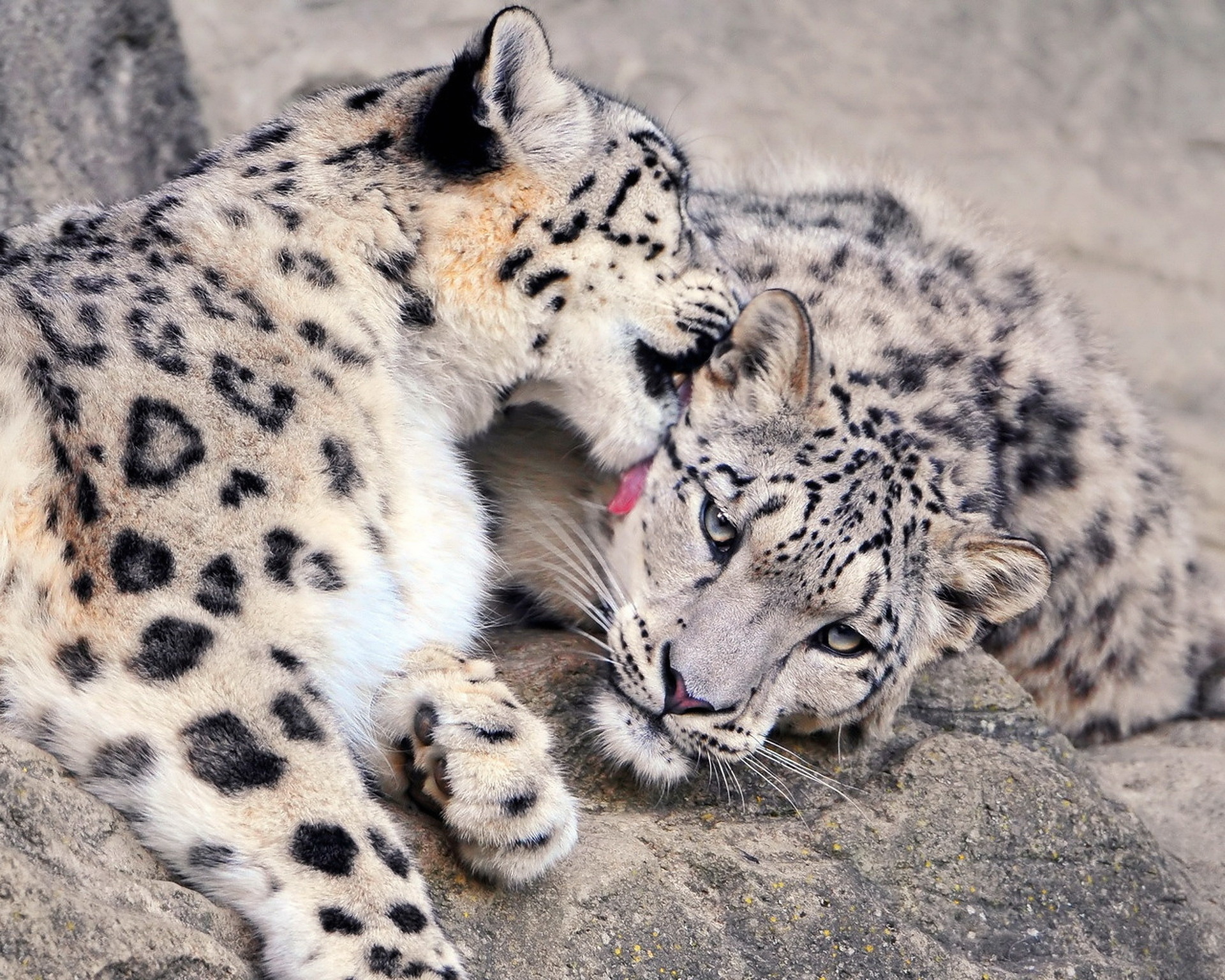 Cool Backgrounds  Snow Leopard